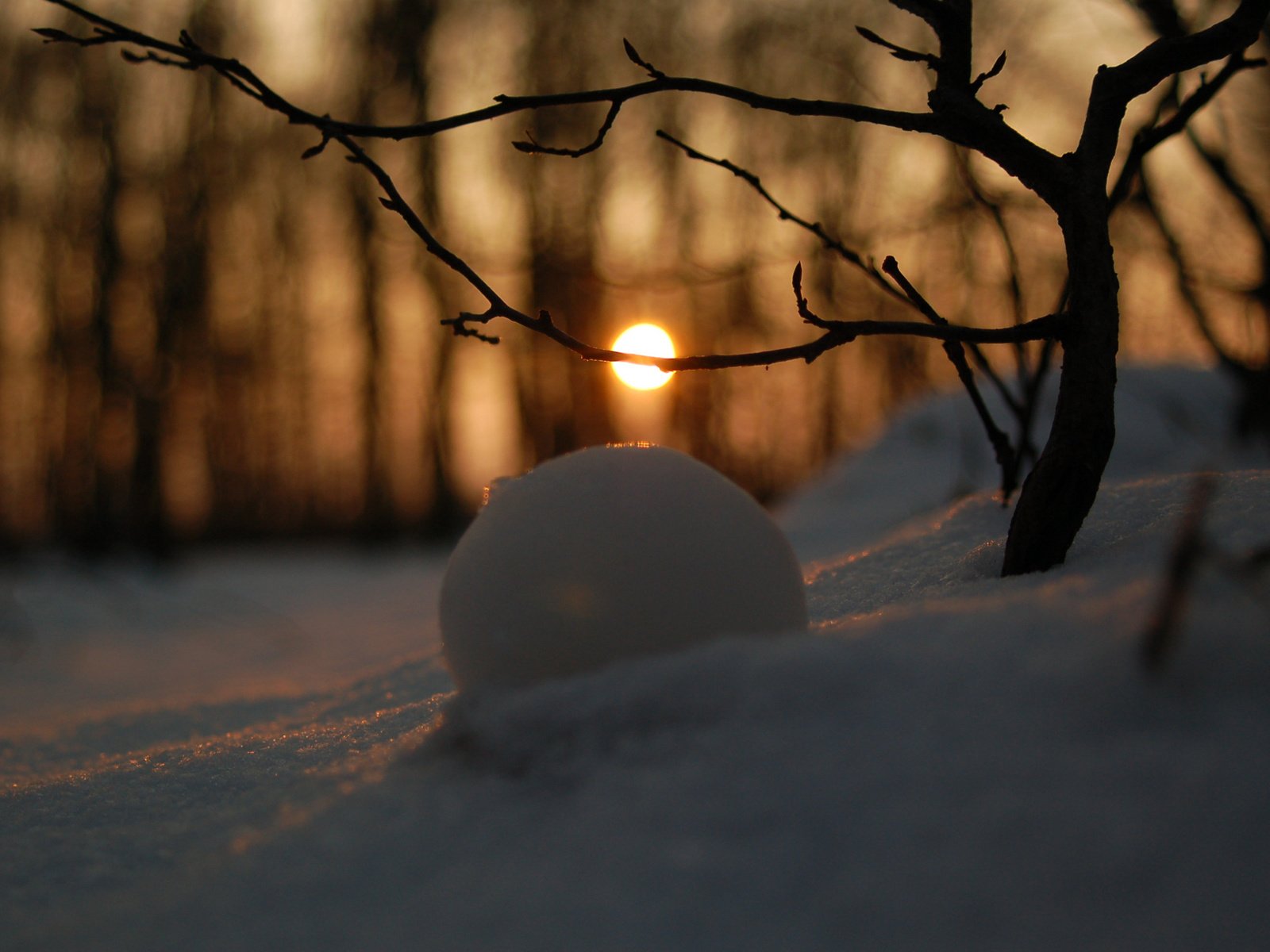 Обои снег, обои, зимний лес, snow, wallpaper, winter forest разрешение 2560x1600 Загрузить