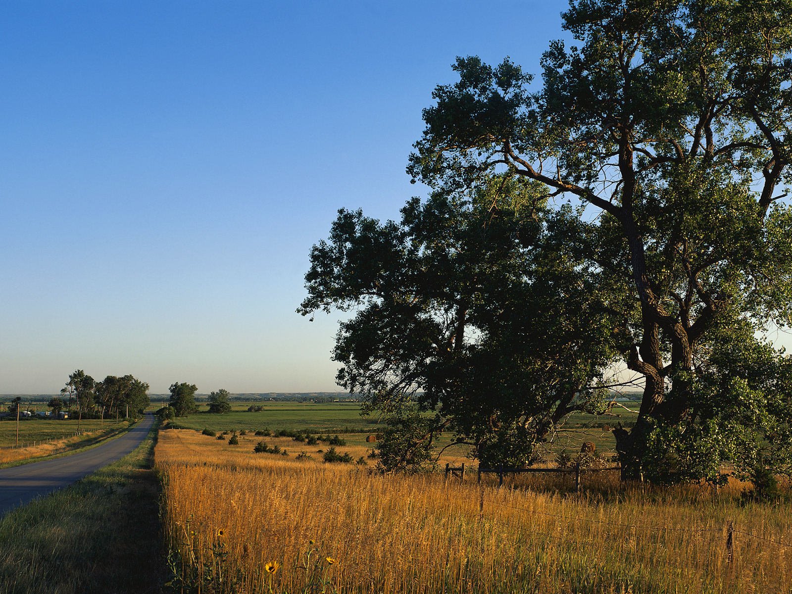 Обои дорога, дерево, поле, сельская местность, road, tree, field, the countryside разрешение 3200x1200 Загрузить