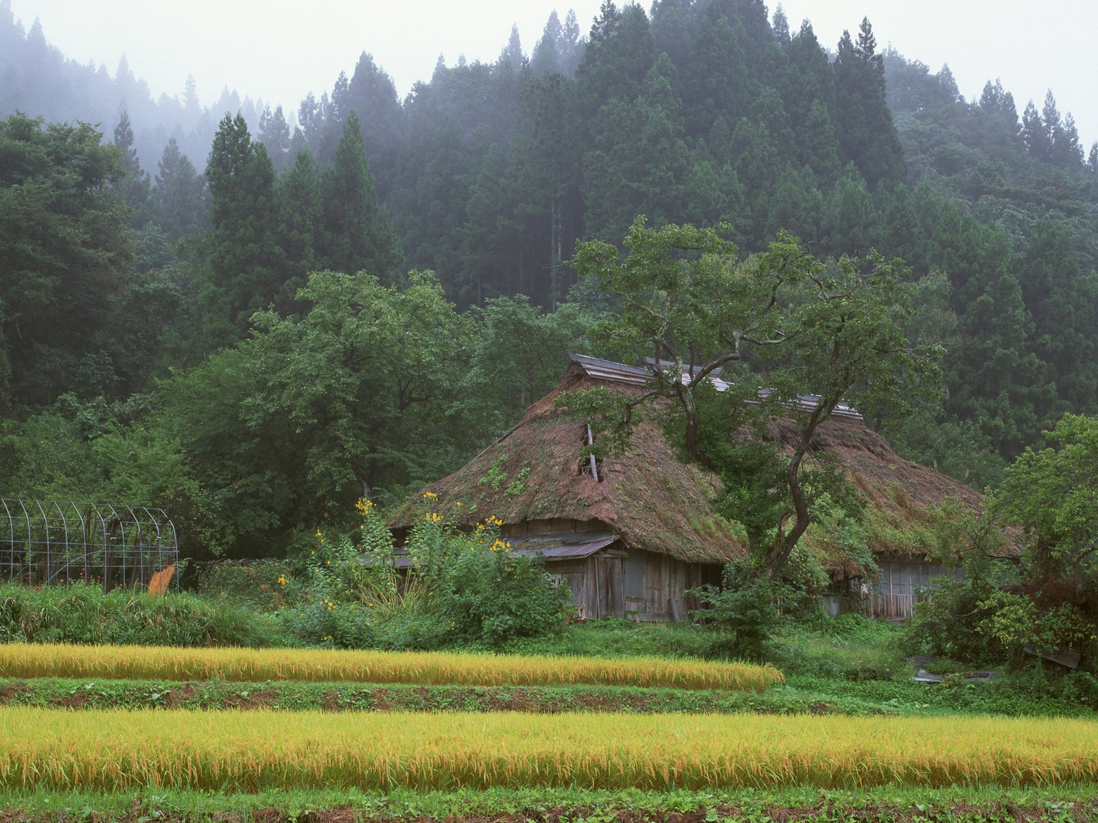 Обои лес, япония, дом, forest, japan, house разрешение 2560x1600 Загрузить