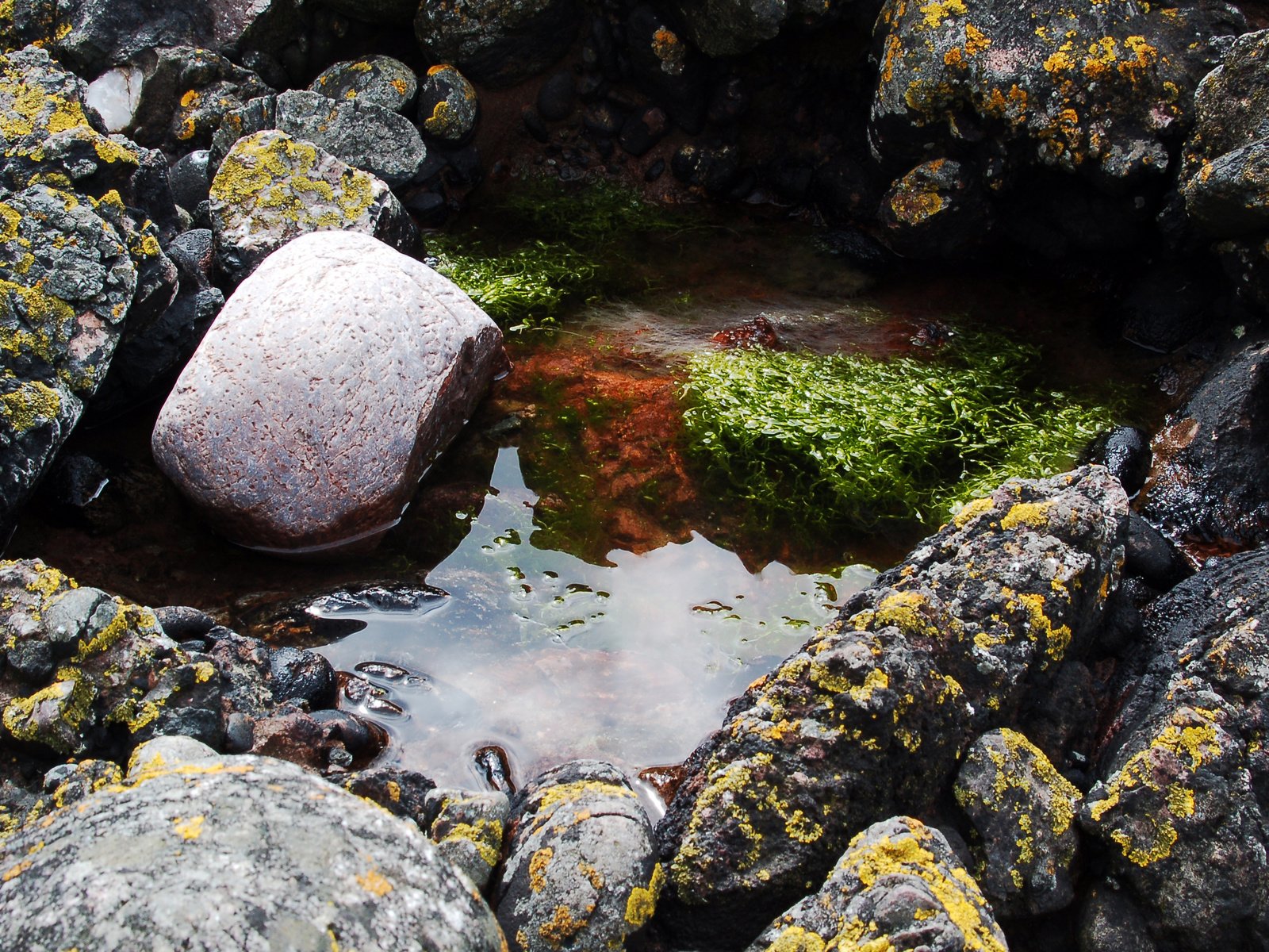 Обои вода, скалы, камни, мох, лужа, водоросли, отражения отражений, water, rocks, stones, moss, puddle, algae, reflections reflections разрешение 3008x2000 Загрузить