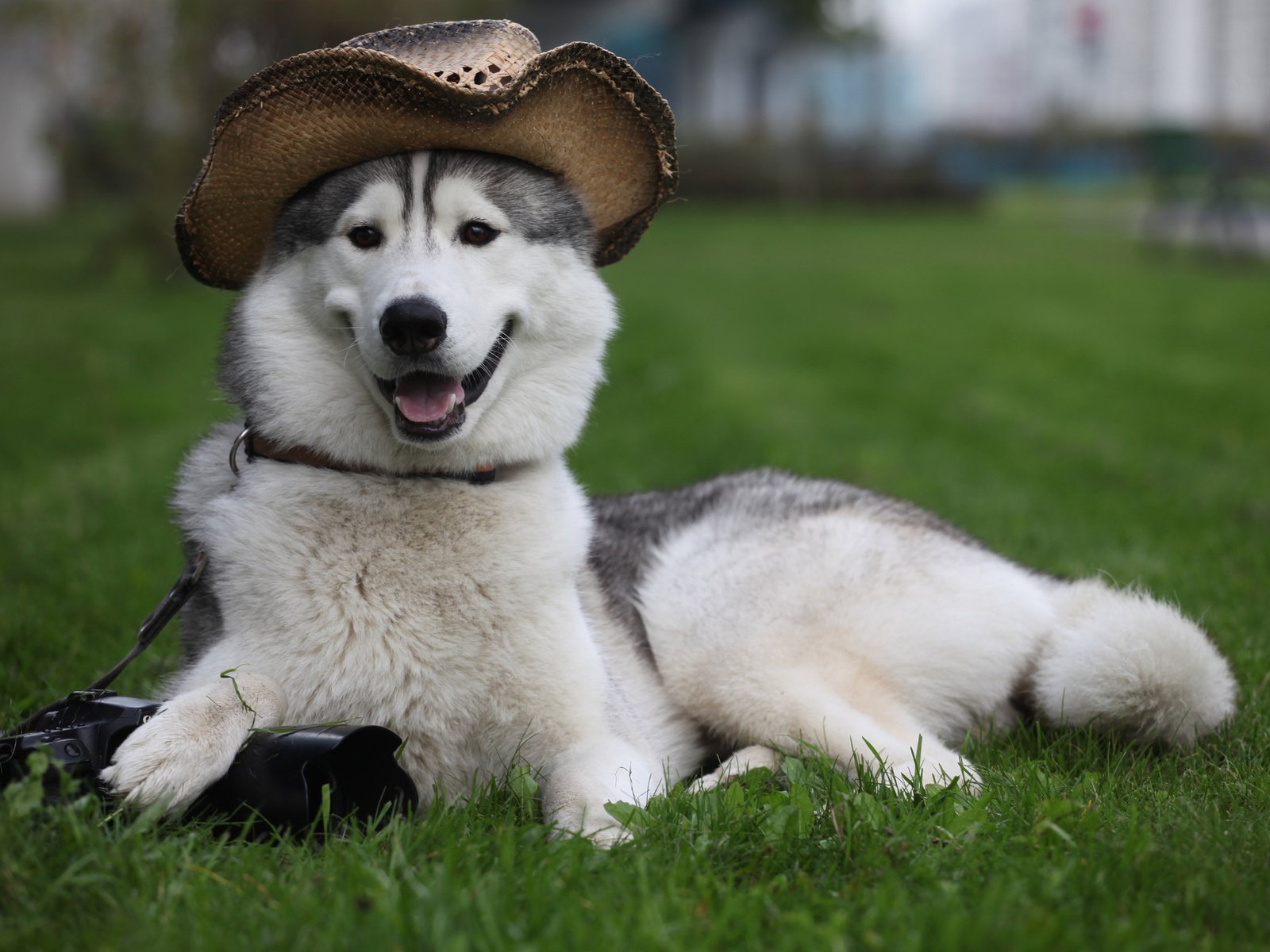 Обои трава, собака, лежит, фотоаппарат, пес, шляпа, лайка, охраняет, grass, dog, lies, the camera, hat, laika, guards разрешение 2560x1600 Загрузить