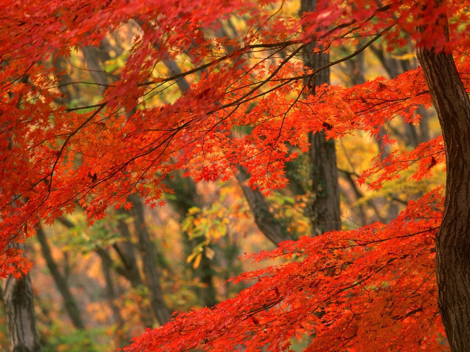 Обои дерево, осень, япония, tree, autumn, japan разрешение 1920x1200 Загрузить