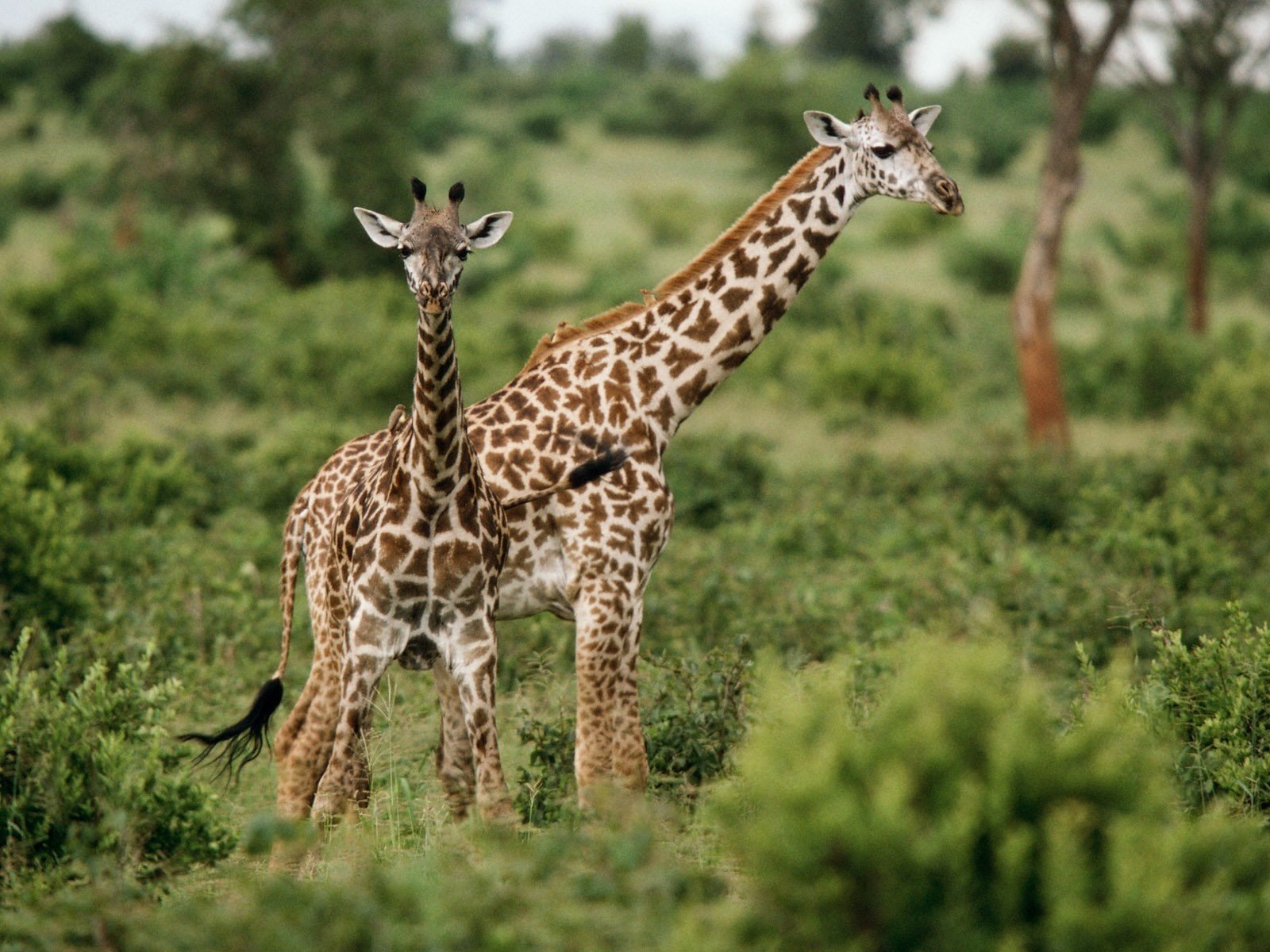 Обои трава, зелёный, жирафы, grass, green, giraffes разрешение 1920x1200 Загрузить