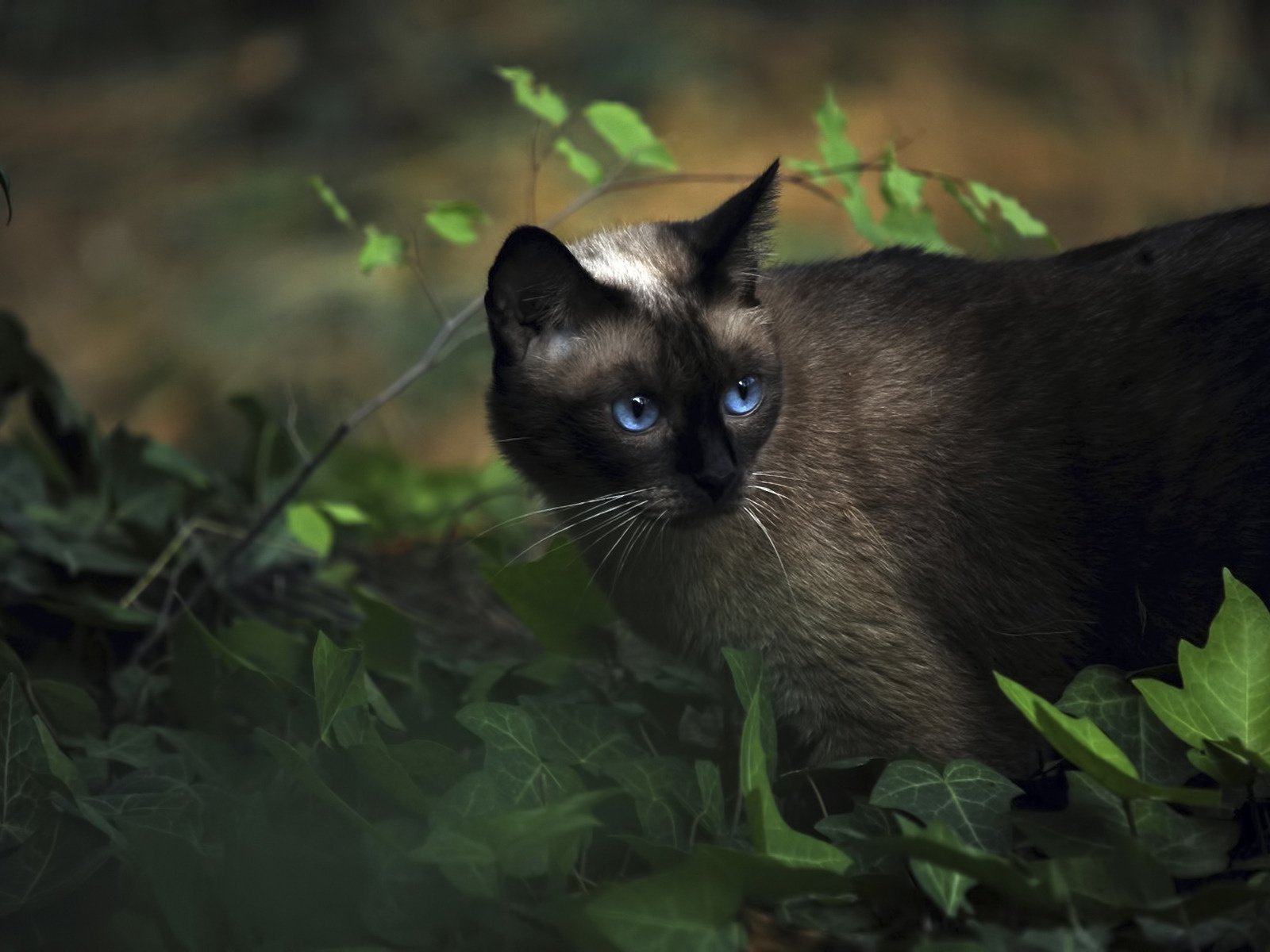 Обои трава, животные, кот, сиамский, голубоглазый, grass, animals, cat, siamese, blue-eyed разрешение 1920x1200 Загрузить