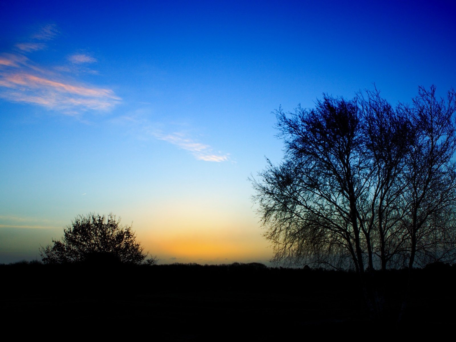 Обои дерево, куст, перистые облака, конец дня, tree, bush, cirrus clouds, the end of the day разрешение 1920x1200 Загрузить