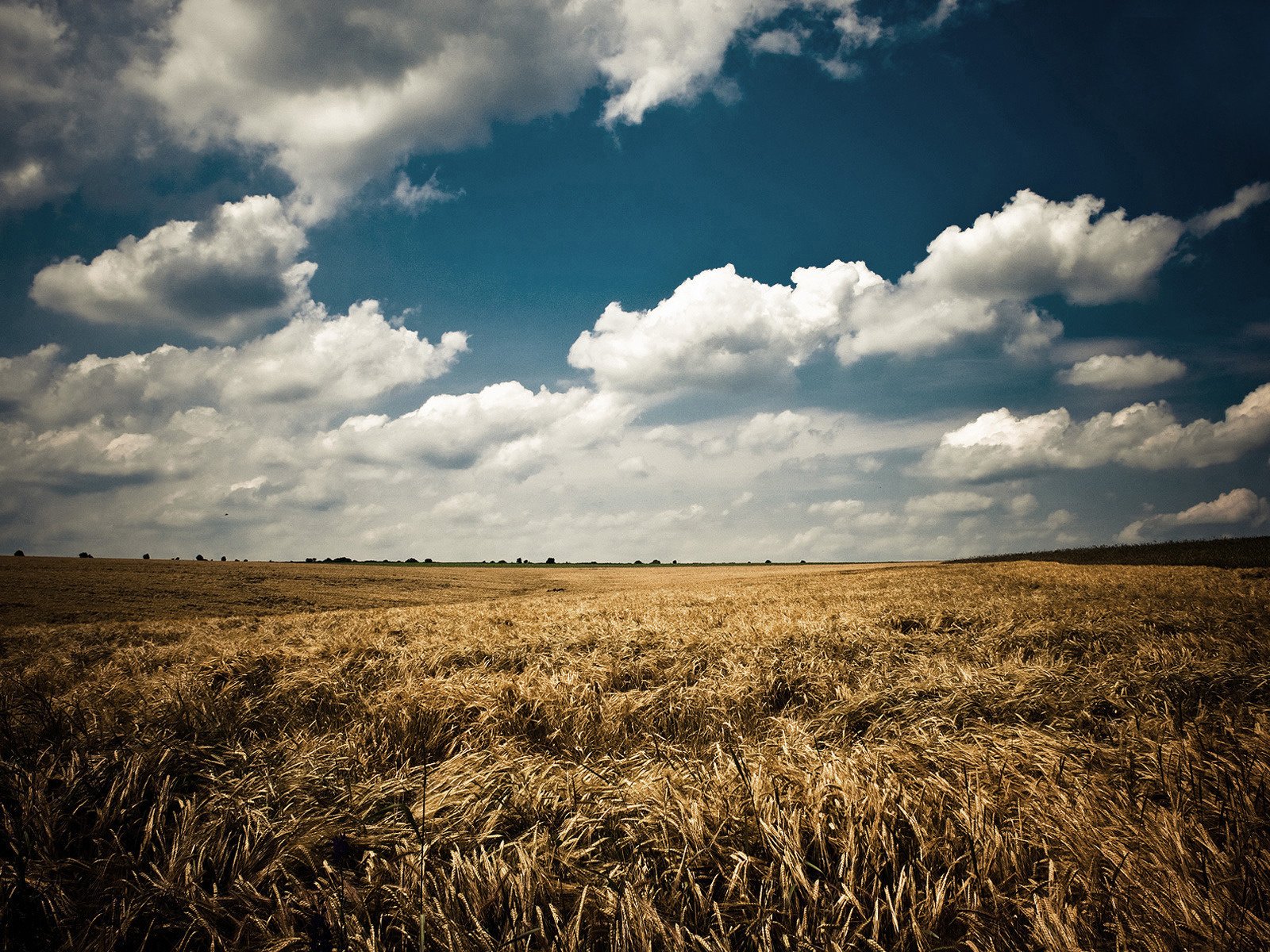 Обои небо, облака, природа, пейзаж, поле, лето, колосья, синее, the sky, clouds, nature, landscape, field, summer, ears, blue разрешение 1920x1200 Загрузить