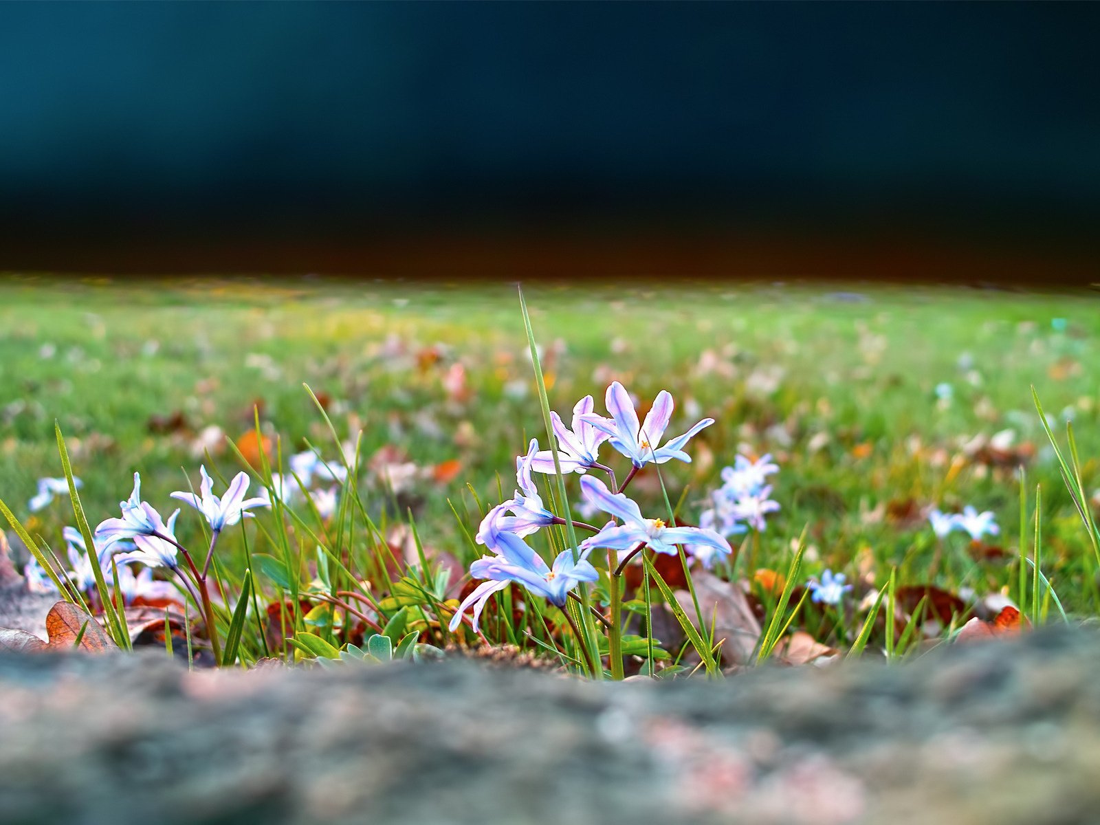 Обои цветы, трава, природа, фокус камеры, поляна, весна, пролеска, flowers, grass, nature, the focus of the camera, glade, spring, scilla разрешение 1920x1200 Загрузить