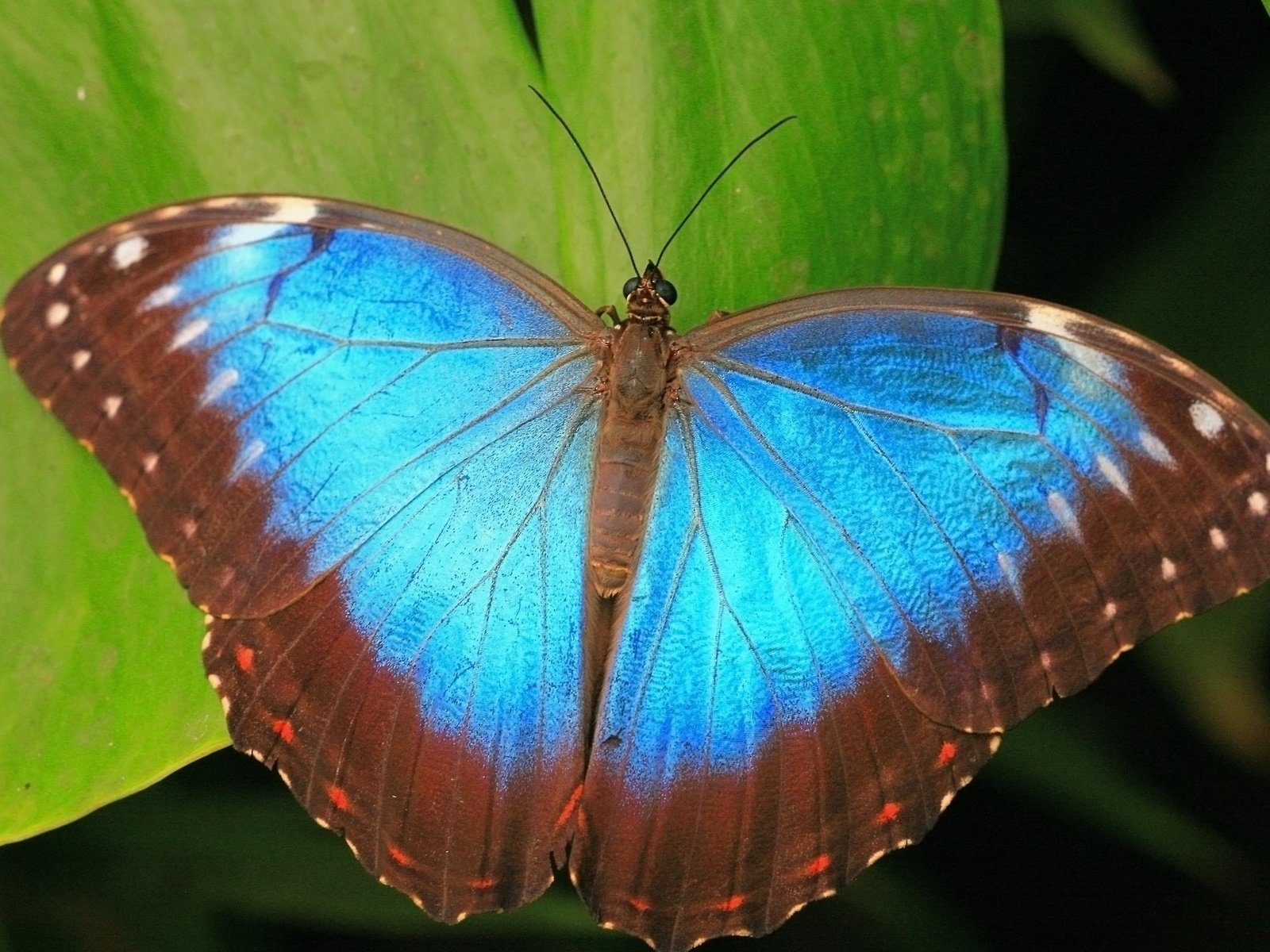 Обои листья, синий, бабочка, leaves, blue, butterfly разрешение 2400x1614 Загрузить