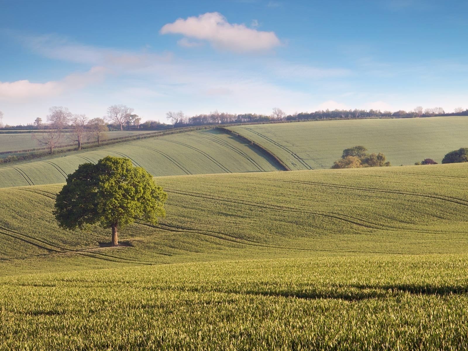 Обои дерево, обои, пейзаж, поле, tree, wallpaper, landscape, field разрешение 1920x1200 Загрузить