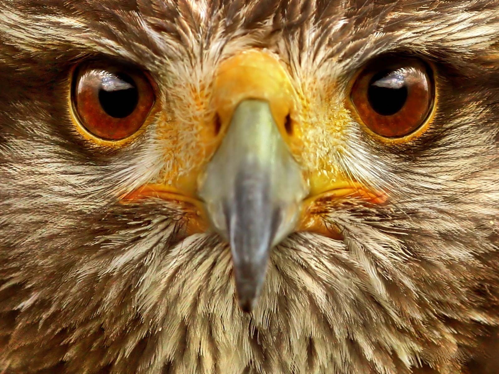 Обои глаза, орел, птица, клюв, перья, крупным планом, хищная птица, eyes, eagle, bird, beak, feathers, closeup, bird of prey разрешение 1920x1200 Загрузить