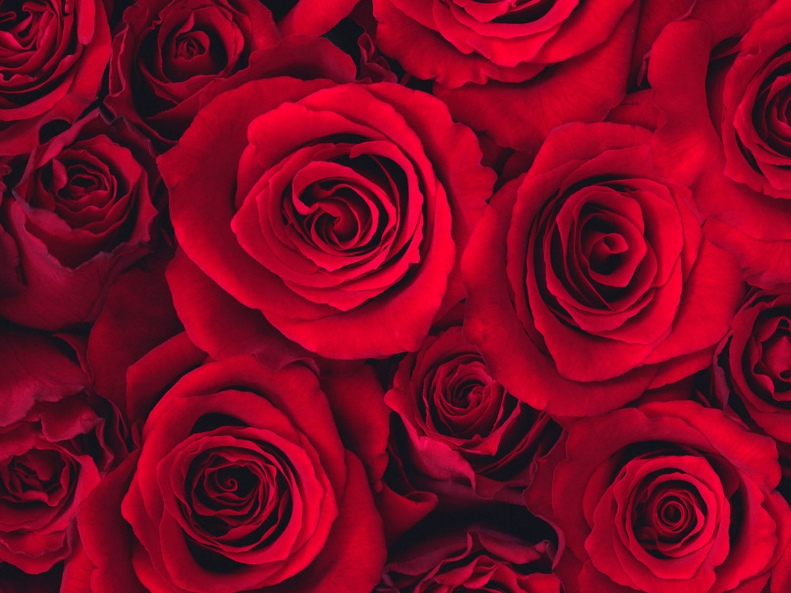 Обои розы, бутон, roses, bud разрешение 2560x1600 Загрузить