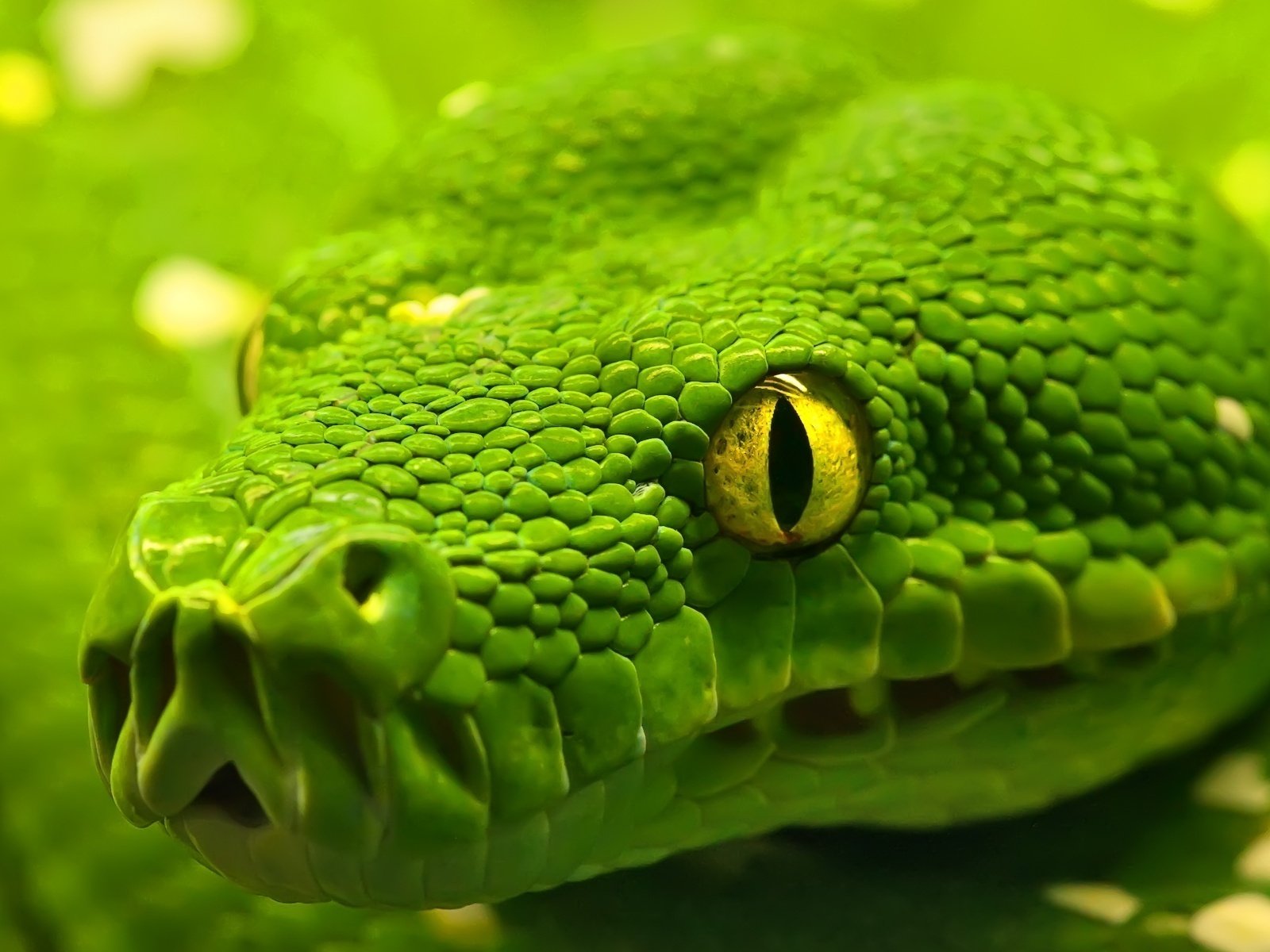 самые красивые фото змей