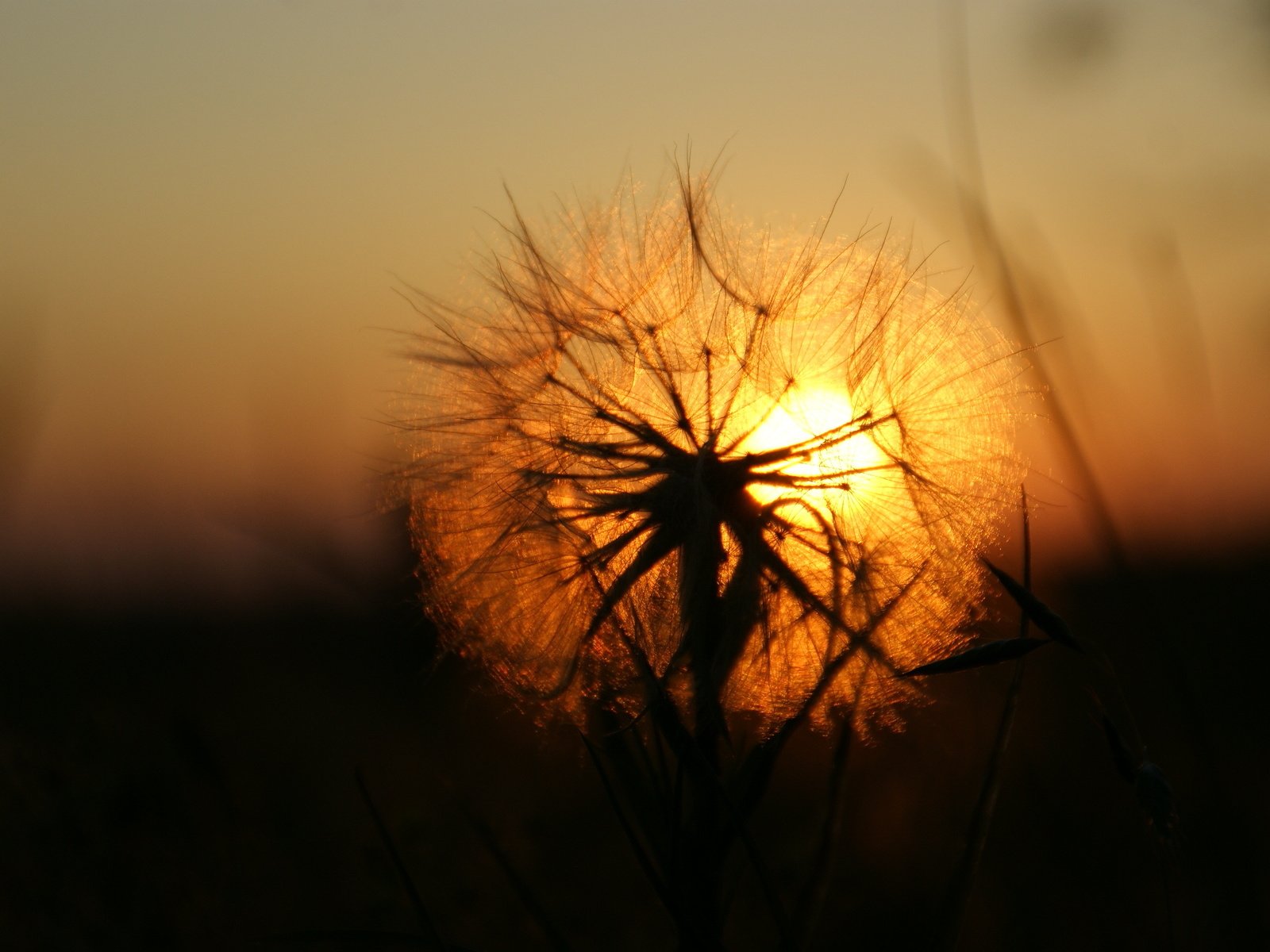 Обои солнце, закат, одуванчик, the sun, sunset, dandelion разрешение 2288x1520 Загрузить