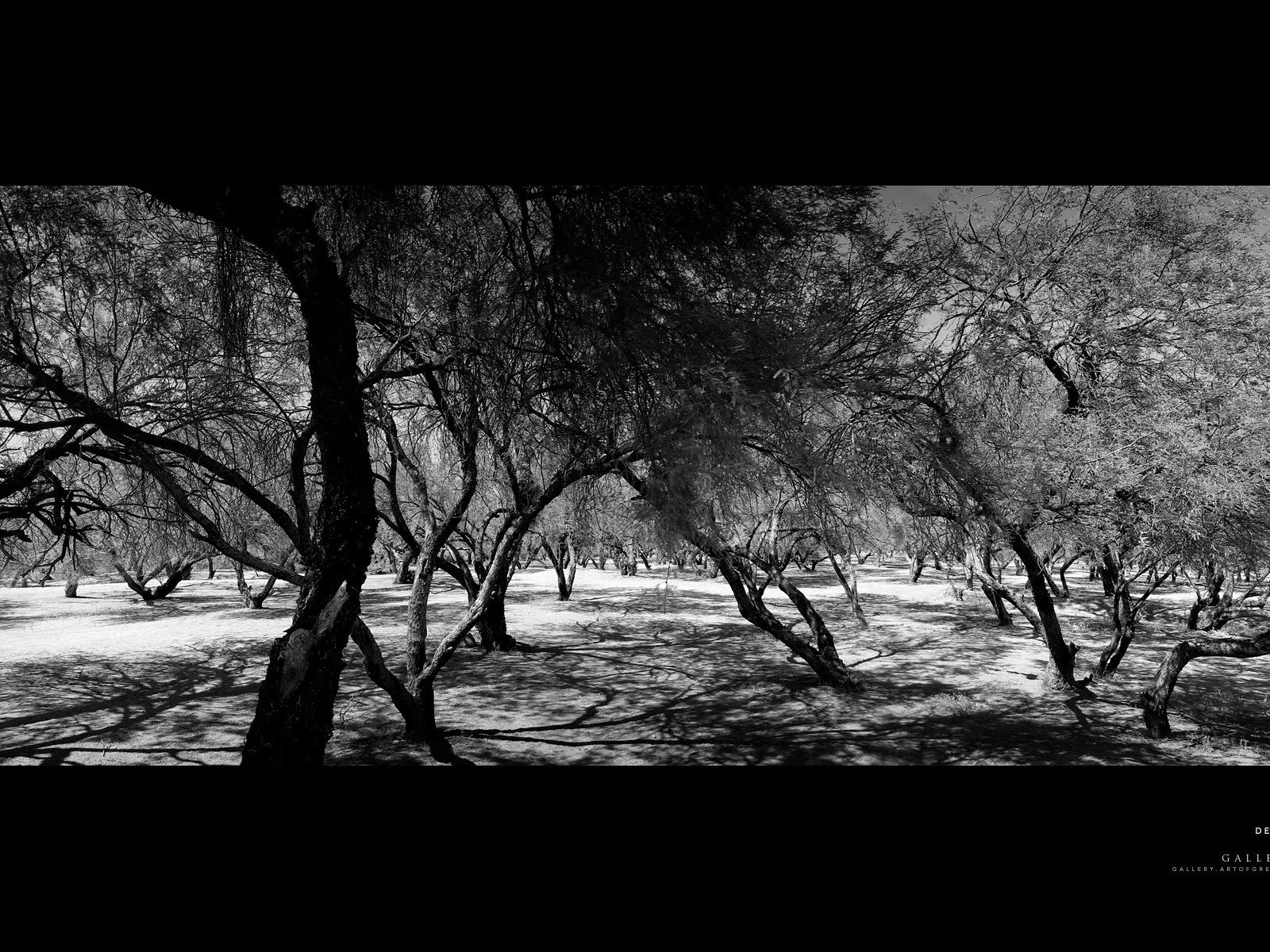 Обои лес, пустыня, чёрно-белое, forest, desert, black and white разрешение 1920x1200 Загрузить