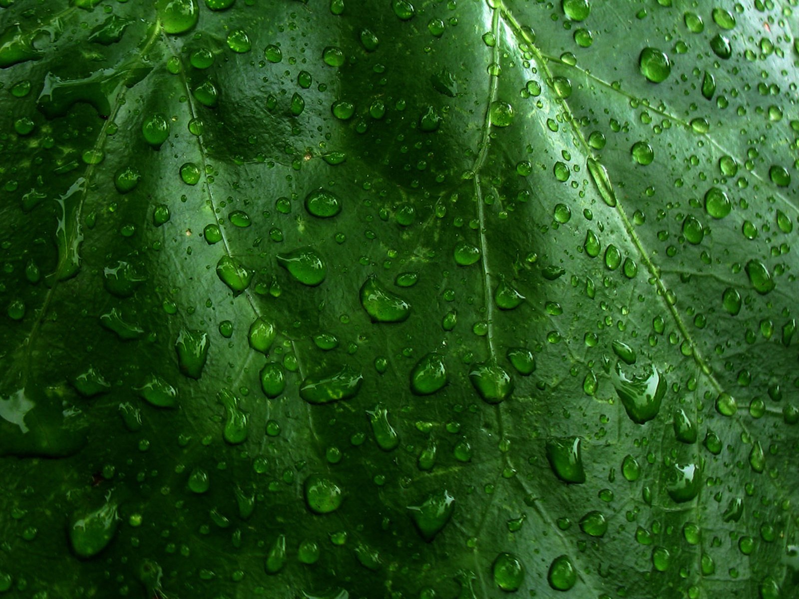 Обои природа, зелёный, макро, капли, лист, капли воды, nature, green, macro, drops, sheet, water drops разрешение 1920x1200 Загрузить
