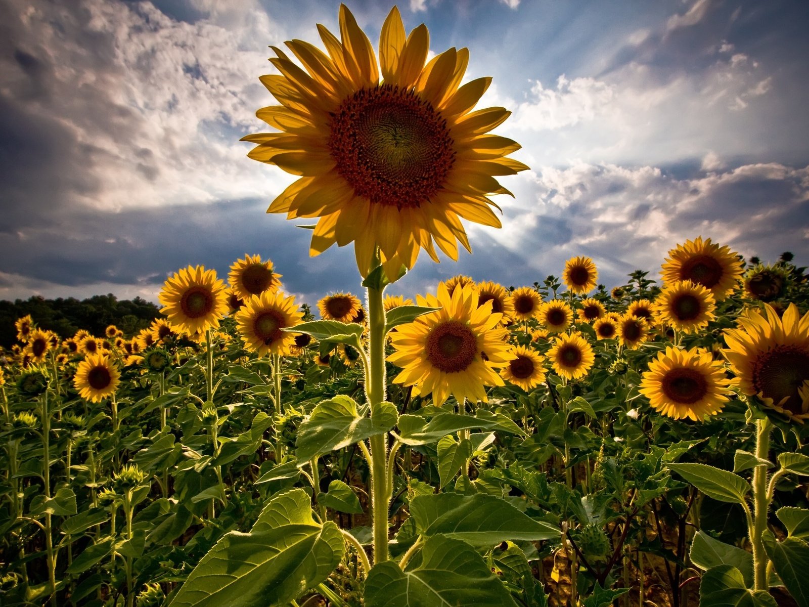 Обои поле, лето, подсолнухи, field, summer, sunflowers разрешение 2560x1600 Загрузить