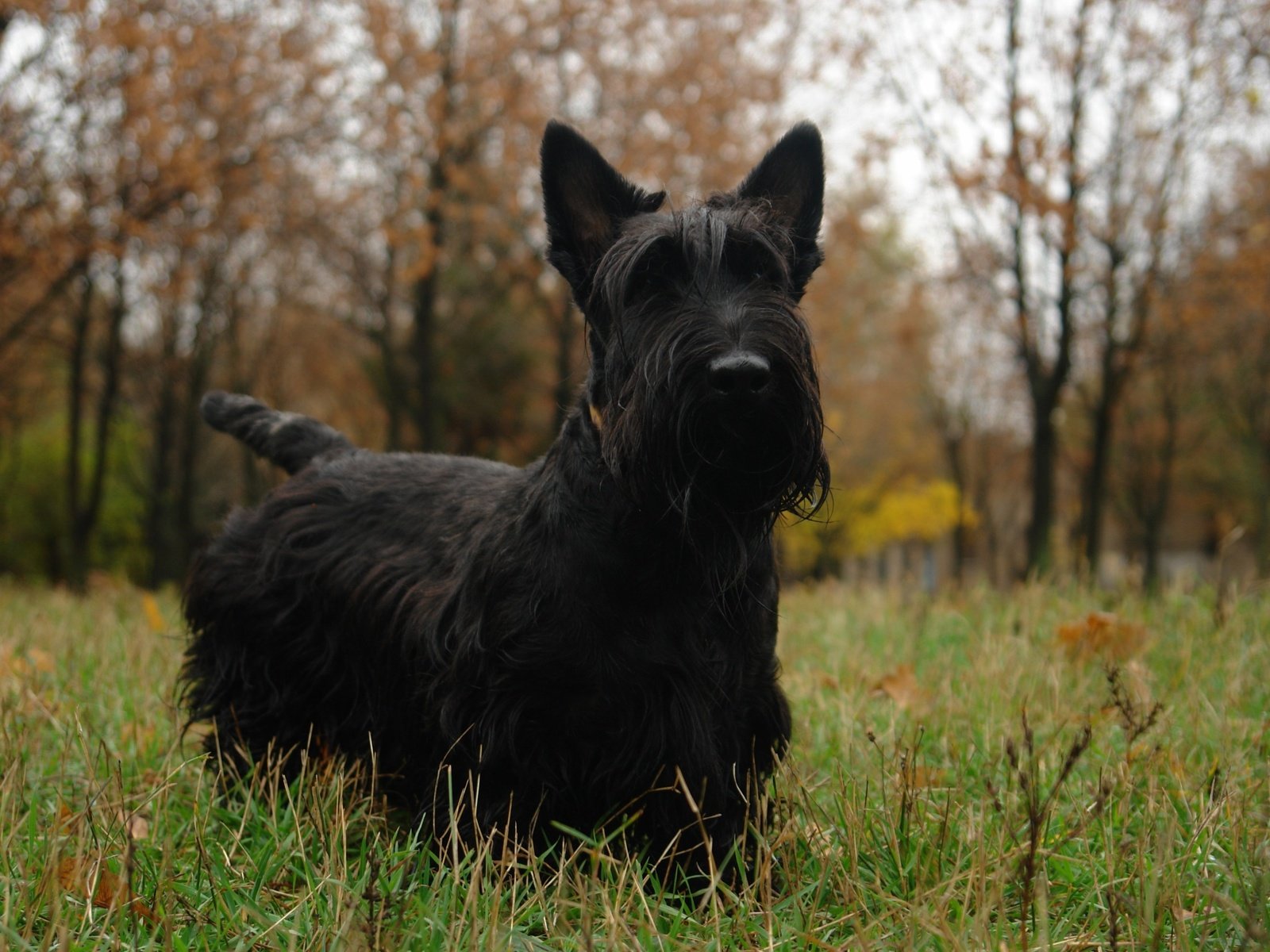 Обои скотч, шотландский терьер, терьер, скотч-терьер, scotch, scottish terrier, terrier, scotch-terrier разрешение 3362x2296 Загрузить