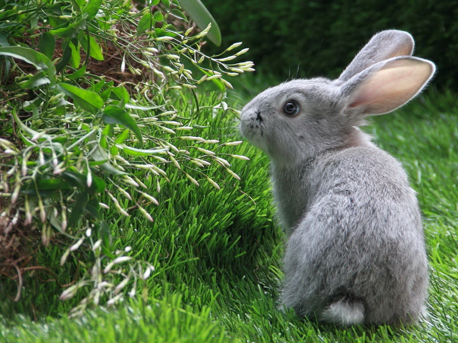 Обои трава, зелень, серый, кролик, заяц, нюхает, grass, greens, grey, rabbit, hare, sniffing разрешение 1920x1200 Загрузить