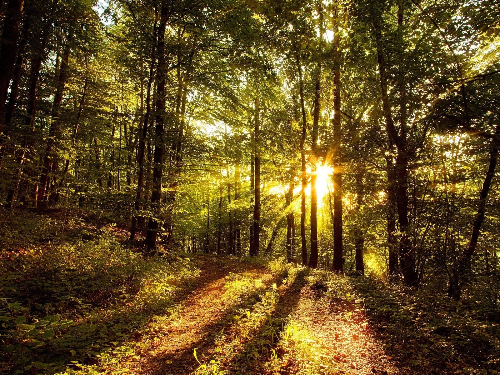 Обои свет, деревья, солнце, лес, стволы, солнечные лучи, light, trees, the sun, forest, trunks, the sun's rays разрешение 2560x1600 Загрузить