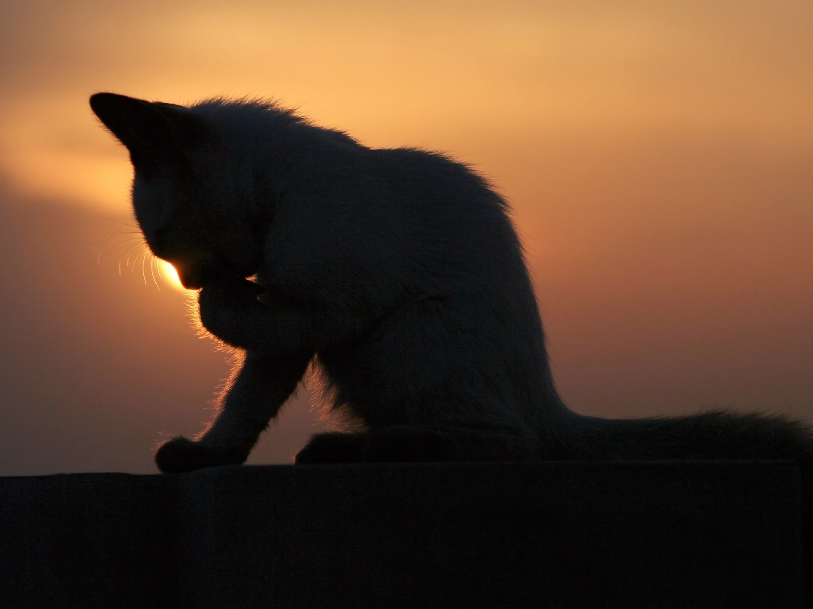 Обои закат, котенок, умывается, sunset, kitty, washes разрешение 2560x1600 Загрузить