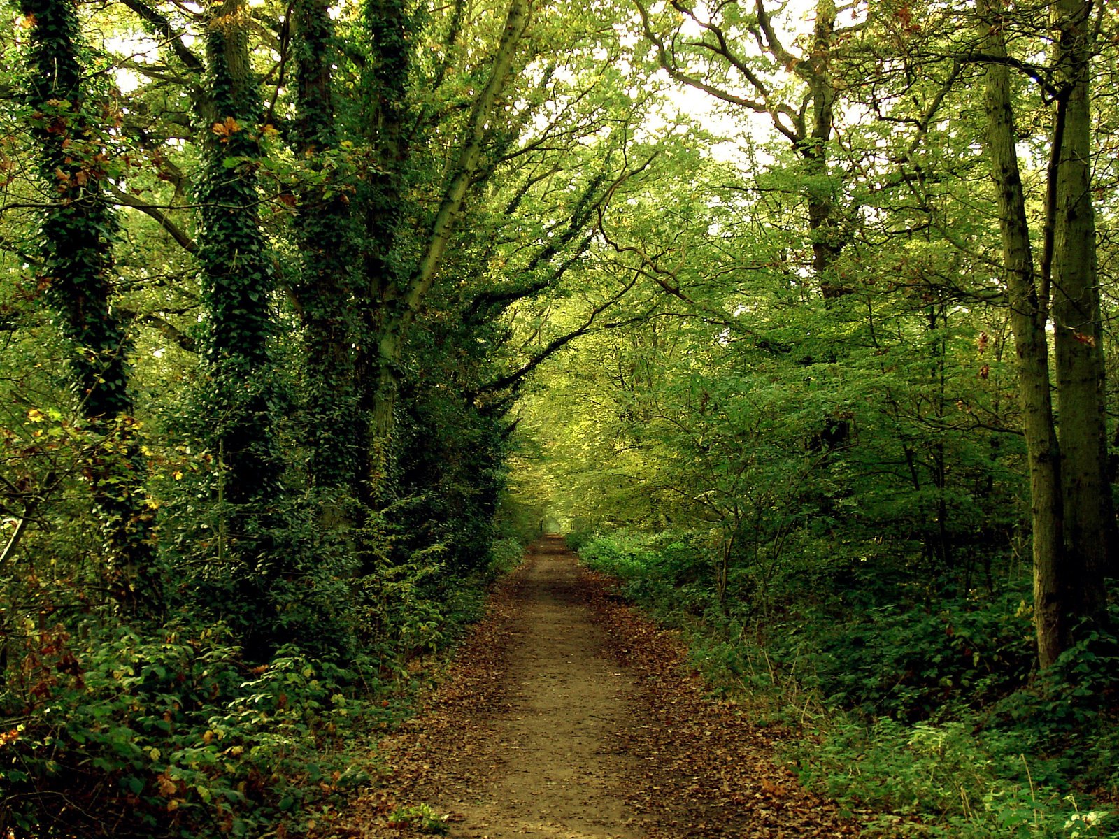 Обои дорога, лес, тропинка, road, forest, path разрешение 2560x1600 Загрузить