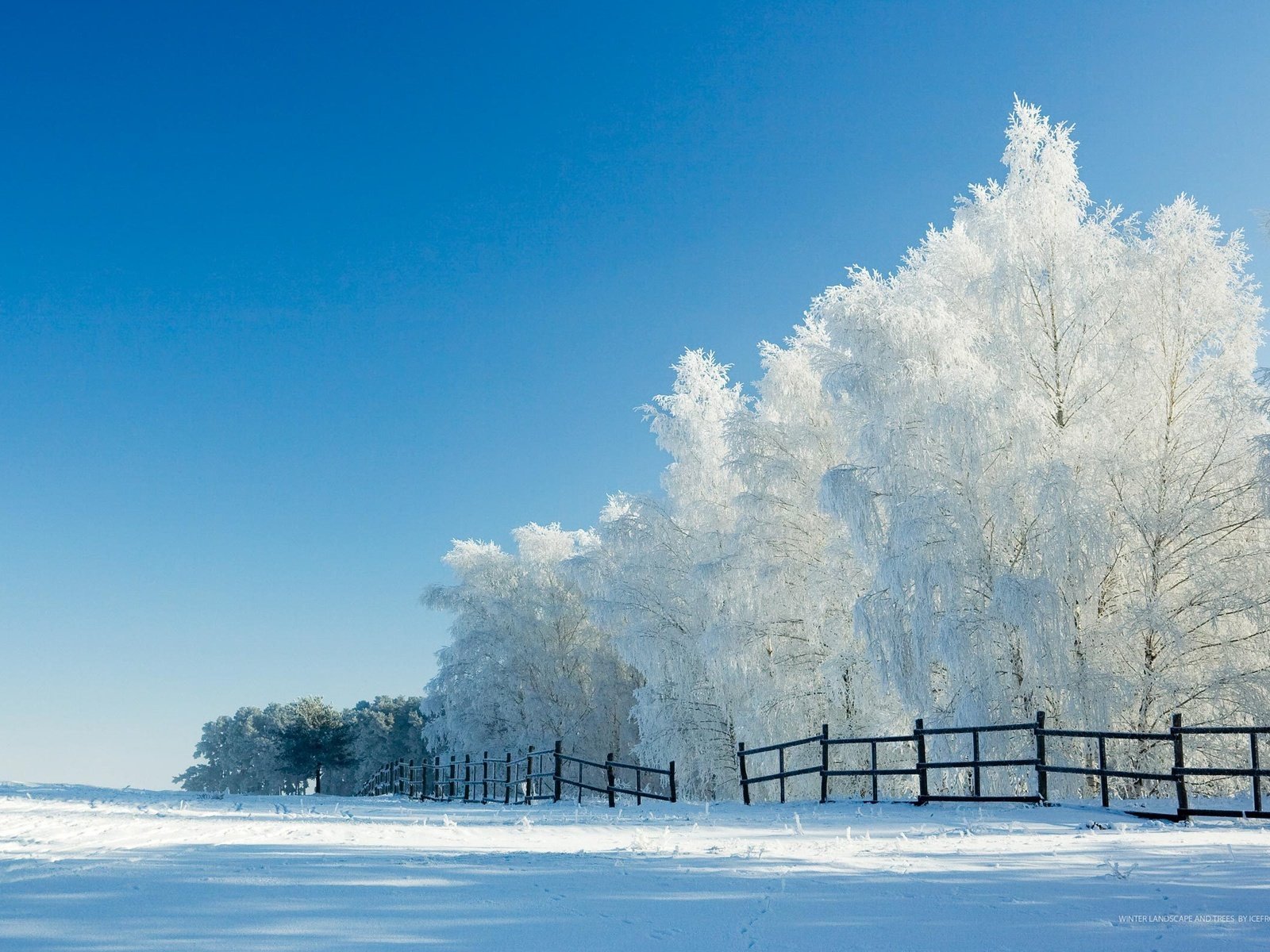 Обои деревья, снег, зима, забор, trees, snow, winter, the fence разрешение 2560x1600 Загрузить