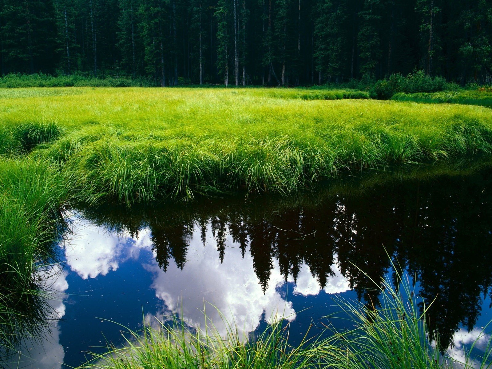 Обои озеро, лес, пруд, lake, forest, pond разрешение 1920x1200 Загрузить