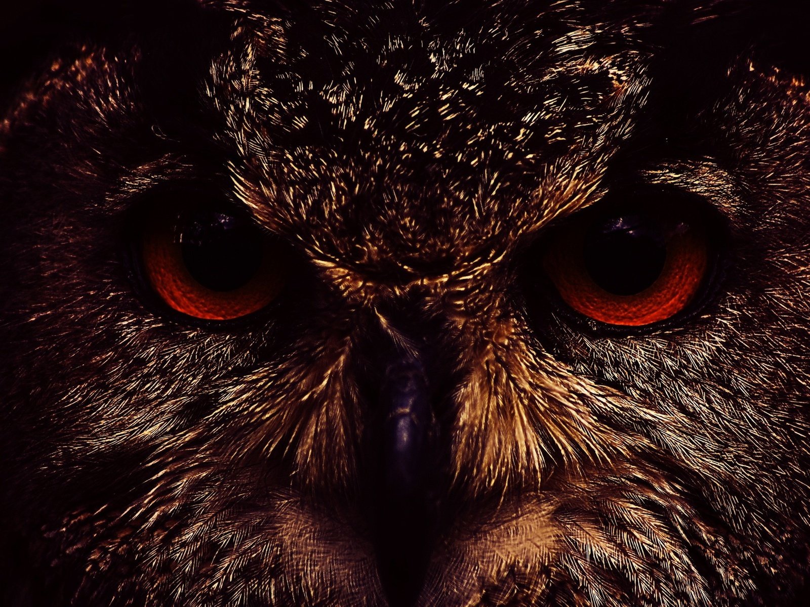 Обои глаза, морда, сова, eyes, face, owl разрешение 1920x1440 Загрузить