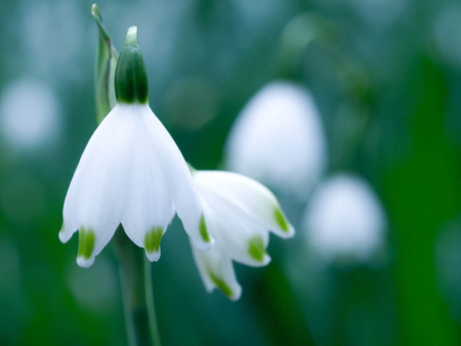 Обои зелень, макро, цветок, белый, весна, подснежник, белоцветник, greens, macro, flower, white, spring, snowdrop, snowflake разрешение 3648x2736 Загрузить