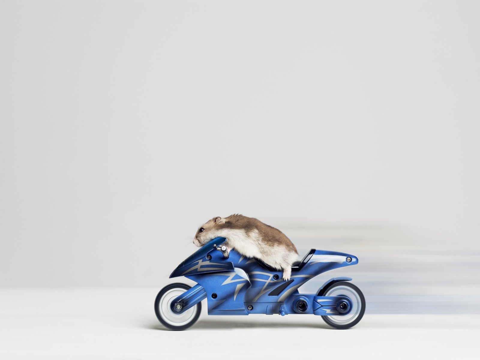 Обои гонщик, хомяк, байк, racer, hamster, bike разрешение 4825x3600 Загрузить