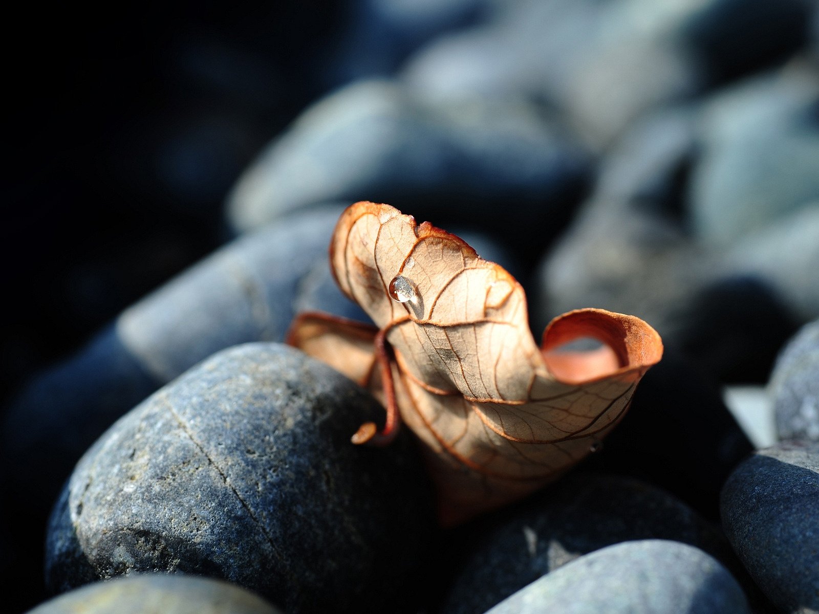 Обои камни, обои, макро фото, листья, красота, осенний лист, stones, wallpaper, macro photo, leaves, beauty разрешение 1920x1200 Загрузить