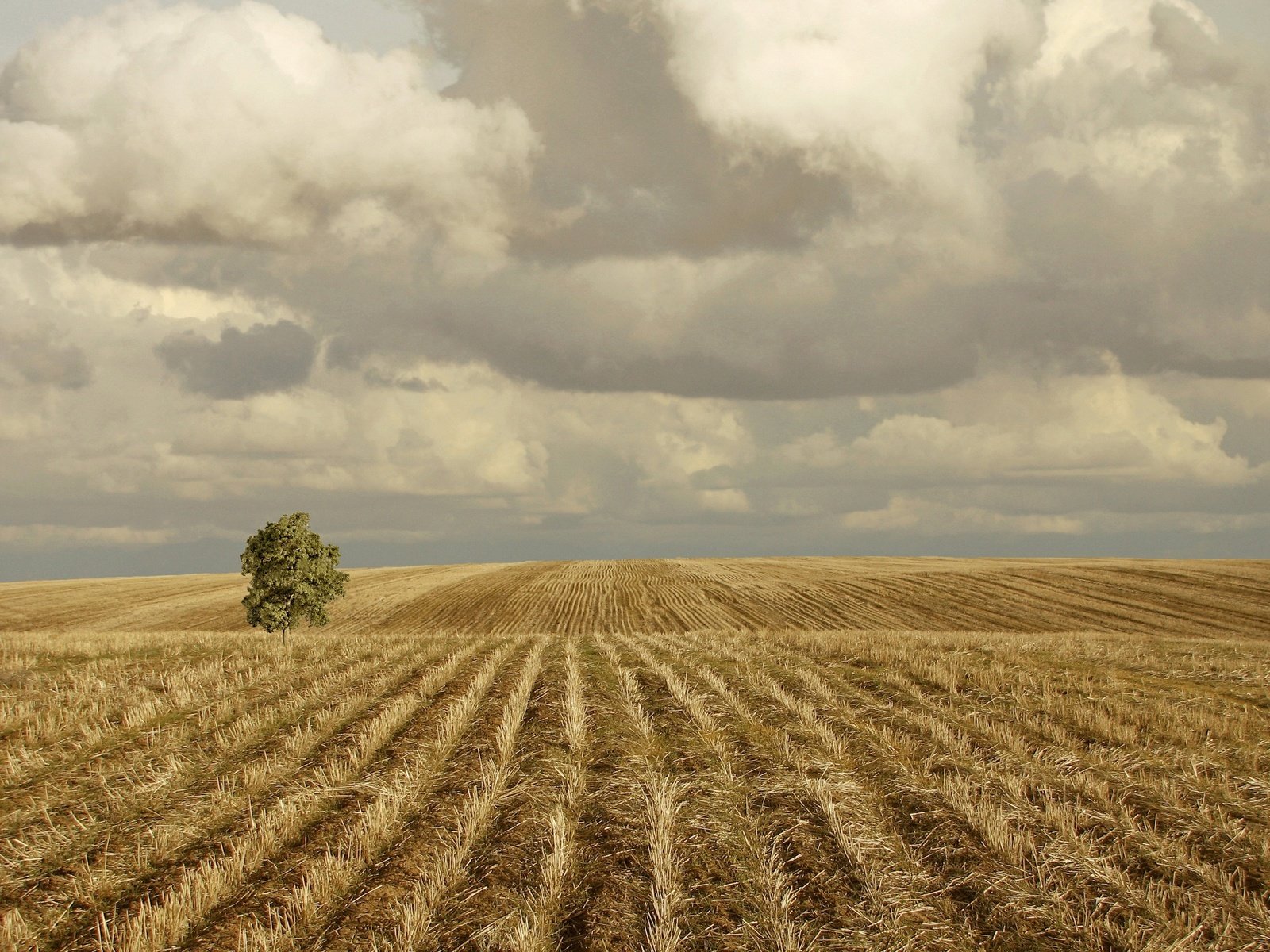 Обои облака, холмы, дерево, поле, clouds, hills, tree, field разрешение 2560x1920 Загрузить