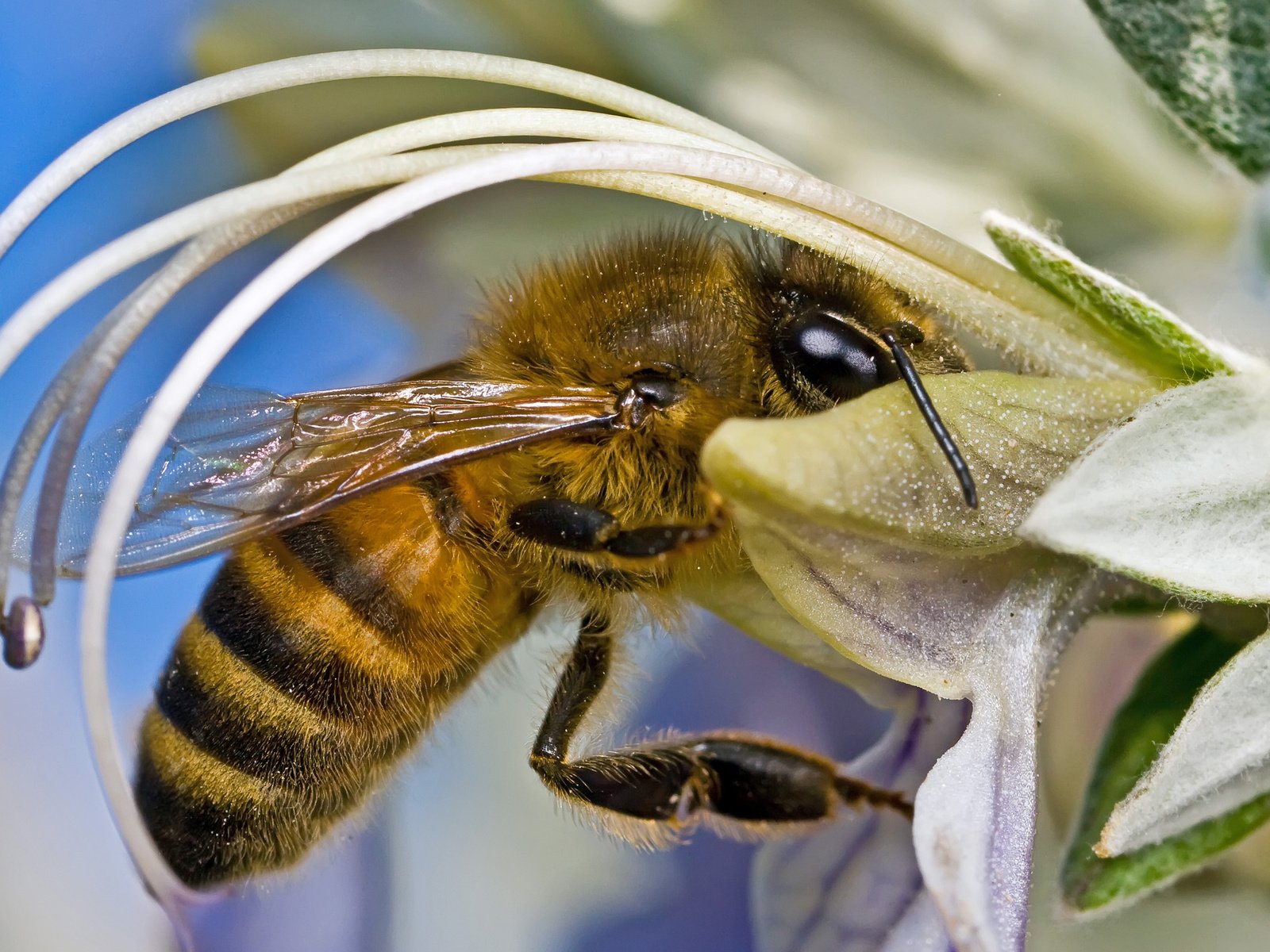 Обои цветок, нектар, оса, flower, nectar, osa разрешение 2560x1600 Загрузить