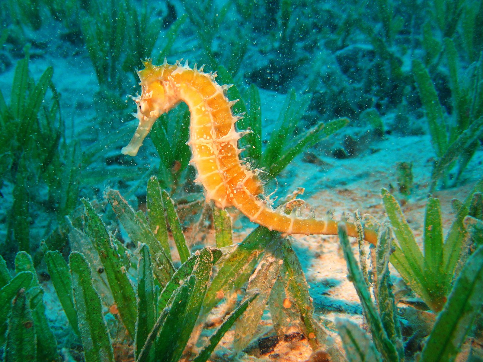 Обои океан, морской конек, подводный мир, the ocean, seahorse, underwater world разрешение 2560x1600 Загрузить