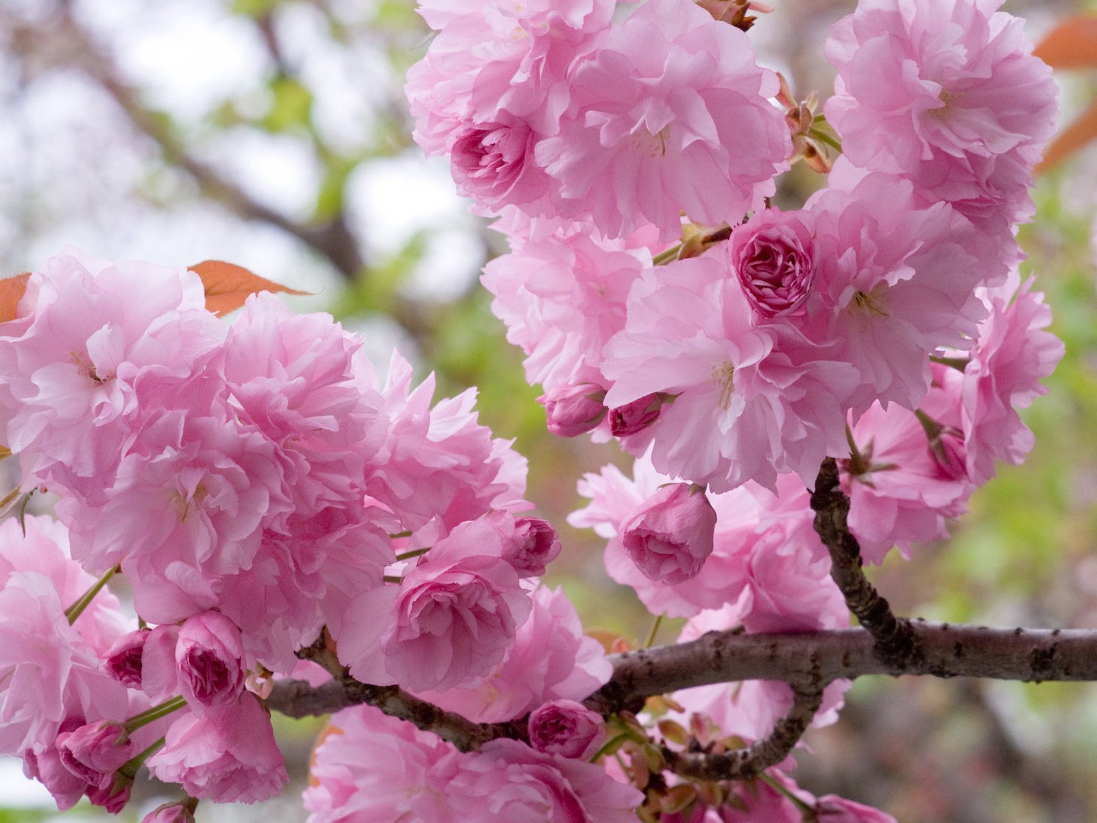 Обои цветение, ветки, весна, вишня, сакура, flowering, branches, spring, cherry, sakura разрешение 1920x1200 Загрузить