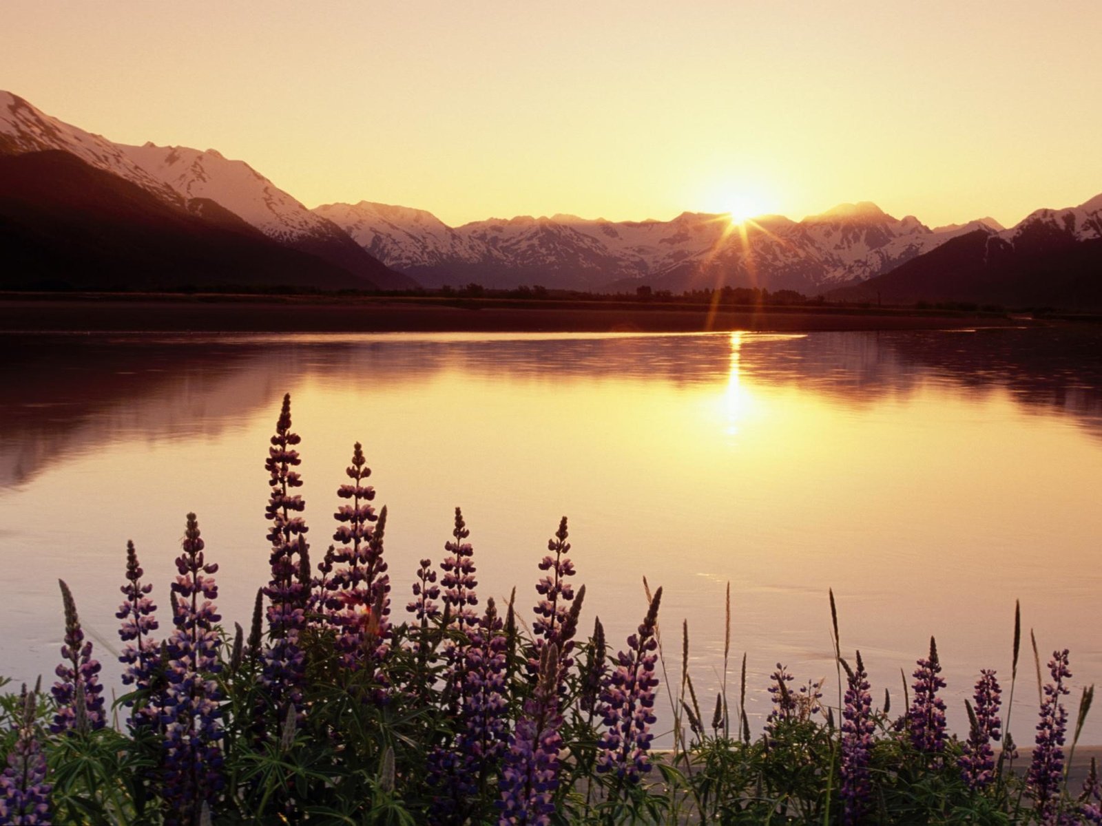 Обои цветы, вода, озеро, горы, закат, солнечные лучи, flowers, water, lake, mountains, sunset, the sun's rays разрешение 1999x1333 Загрузить