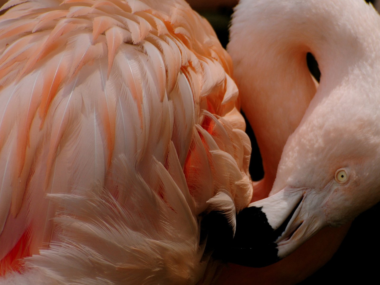 Обои фламинго, птица, клюв, перья, flamingo, bird, beak, feathers разрешение 2560x1600 Загрузить