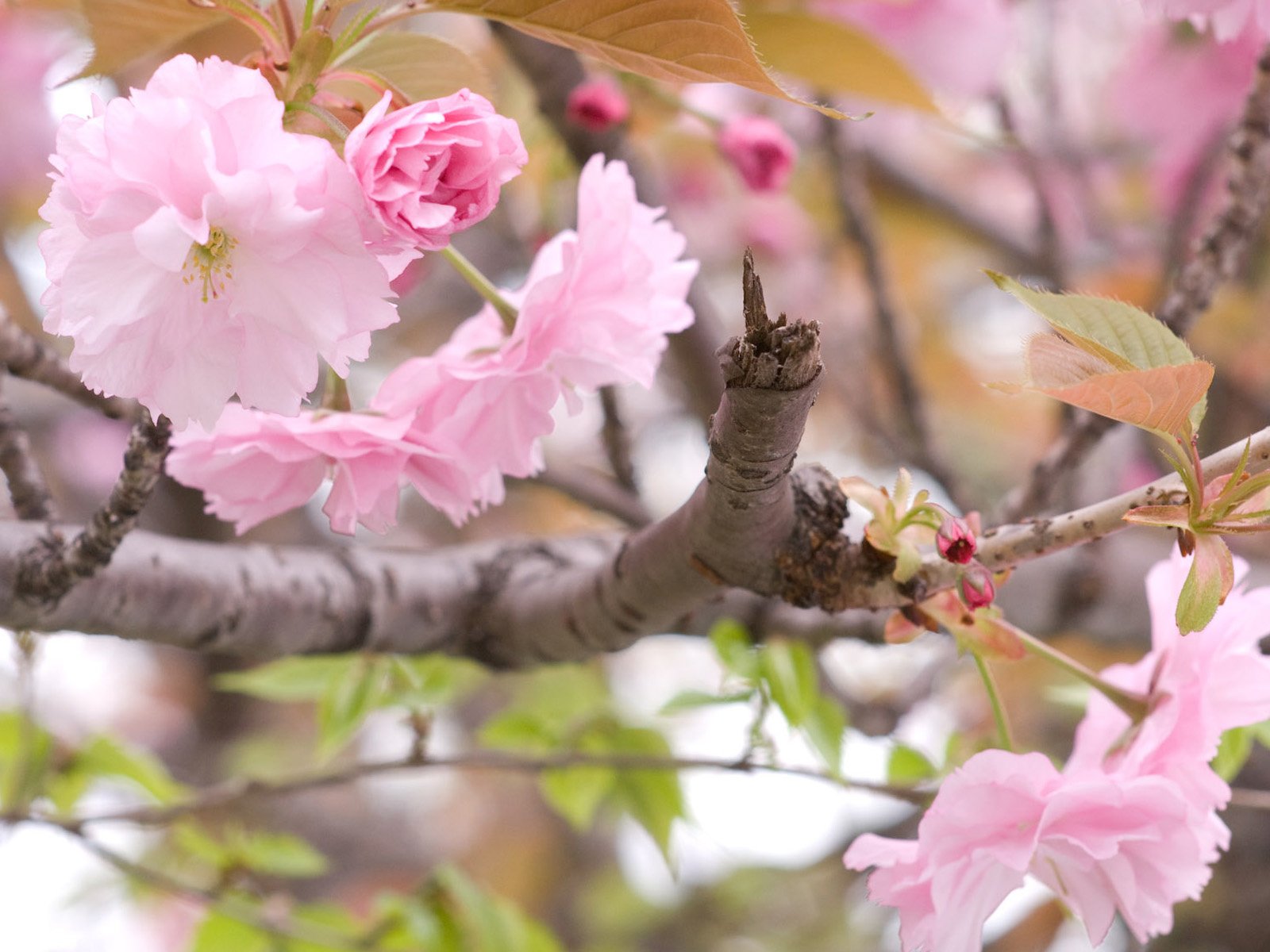 Обои ветка, цветение, весна, сакура, branch, flowering, spring, sakura разрешение 1920x1200 Загрузить