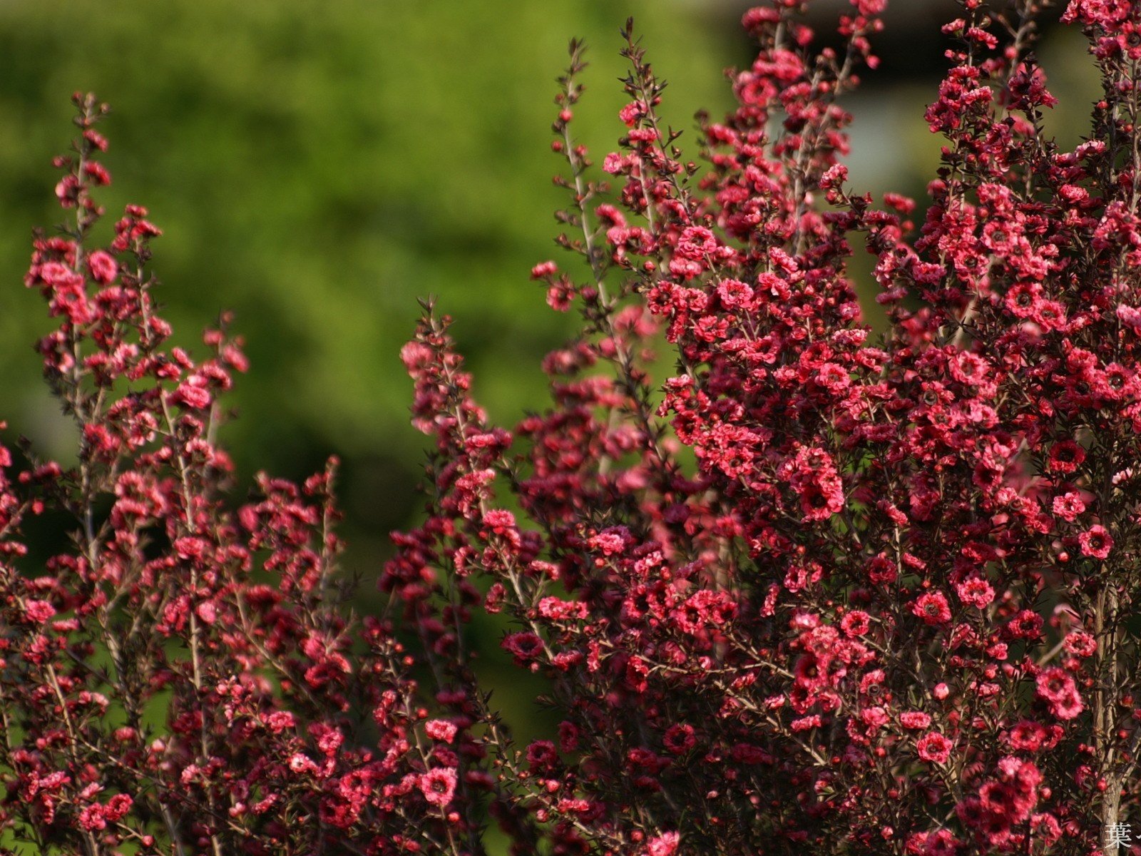 Обои лето, цвет, кустарник, summer, color, shrub разрешение 1920x1200 Загрузить