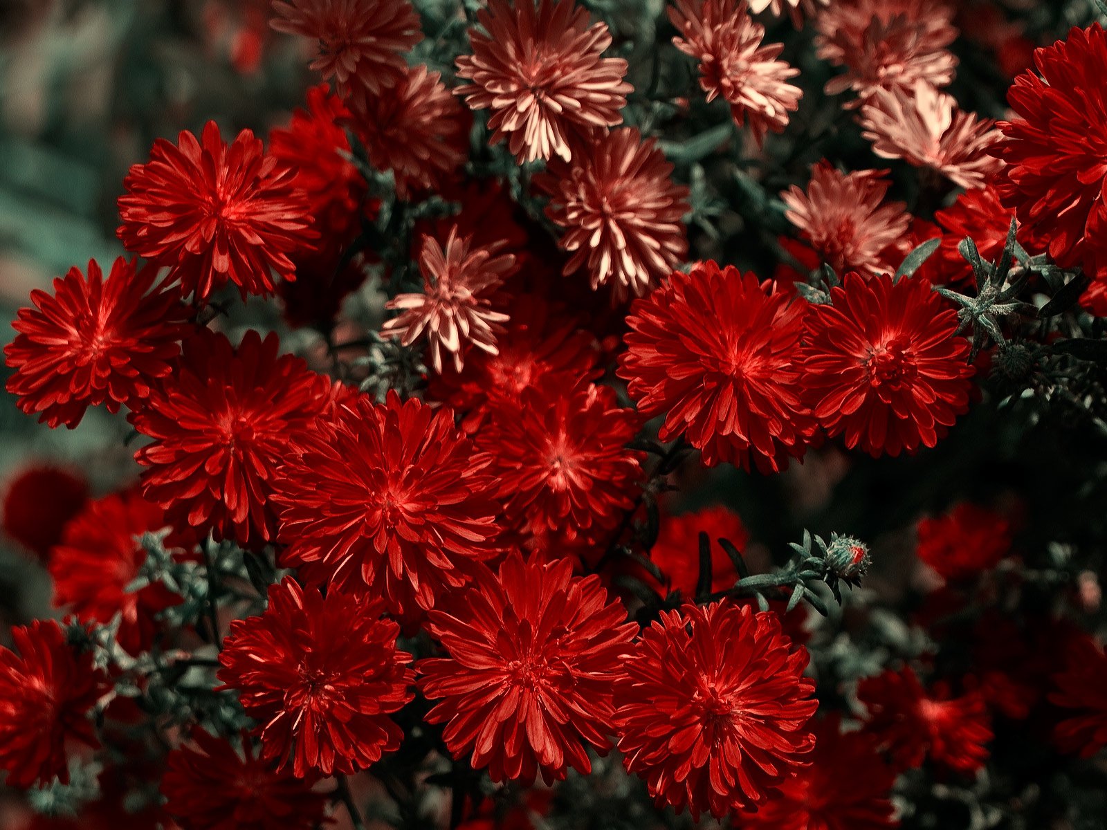 Обои цветы, красная, хризантема, flowers, red, chrysanthemum разрешение 1920x1200 Загрузить