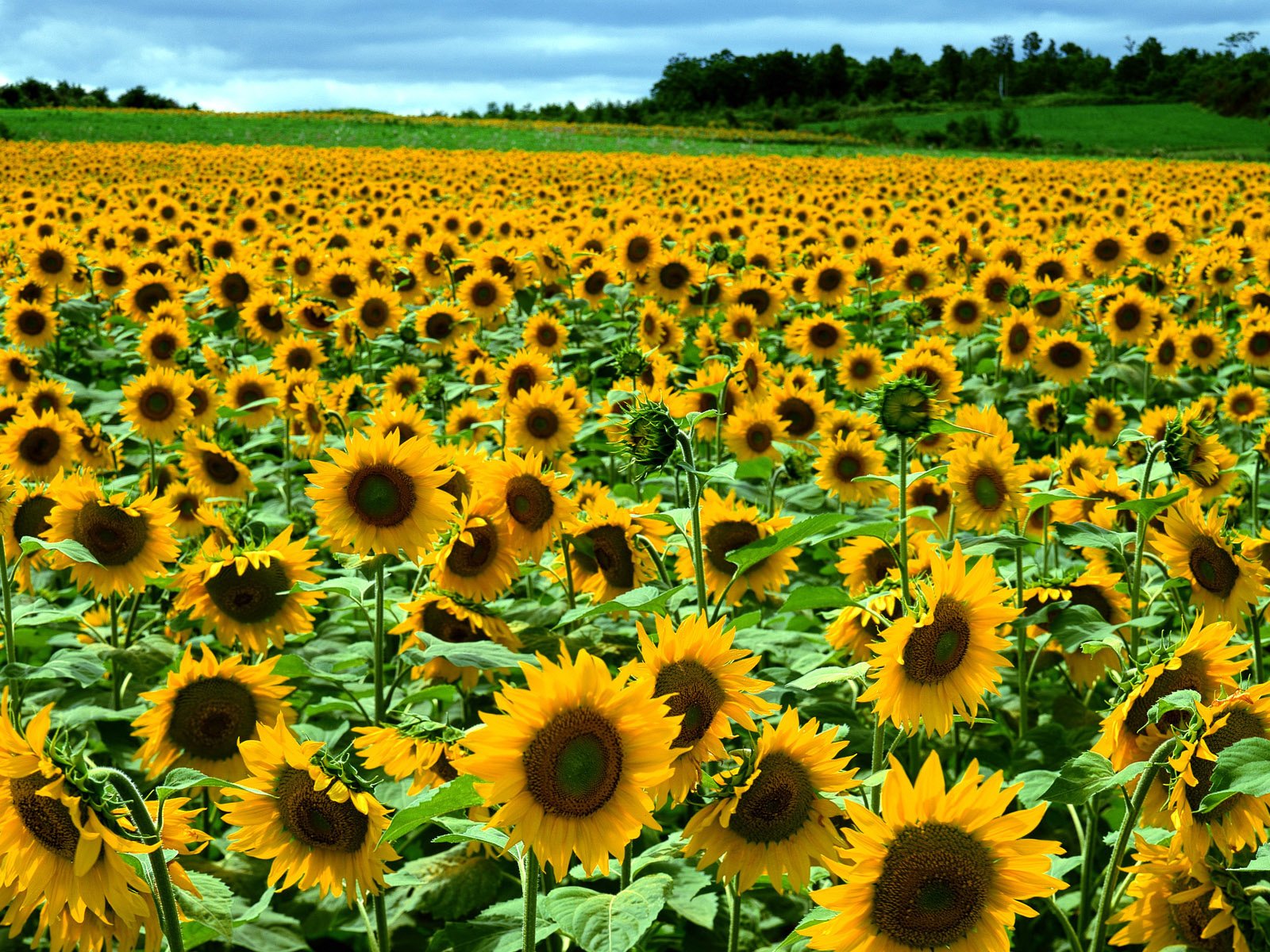 Обои лес, поле, подсолнух, forest, field, sunflower разрешение 1920x1200 Загрузить