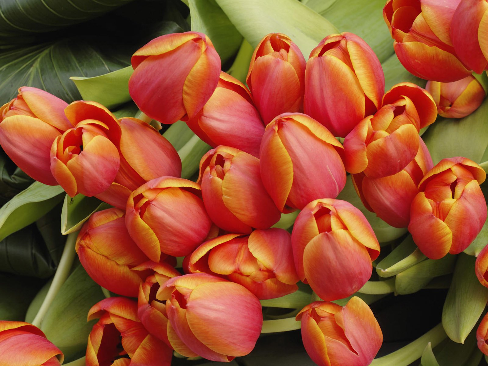 Обои цветы, бутоны, весна, букет, тюльпаны, 8 марта, flowers, buds, spring, bouquet, tulips, march 8 разрешение 1920x1200 Загрузить