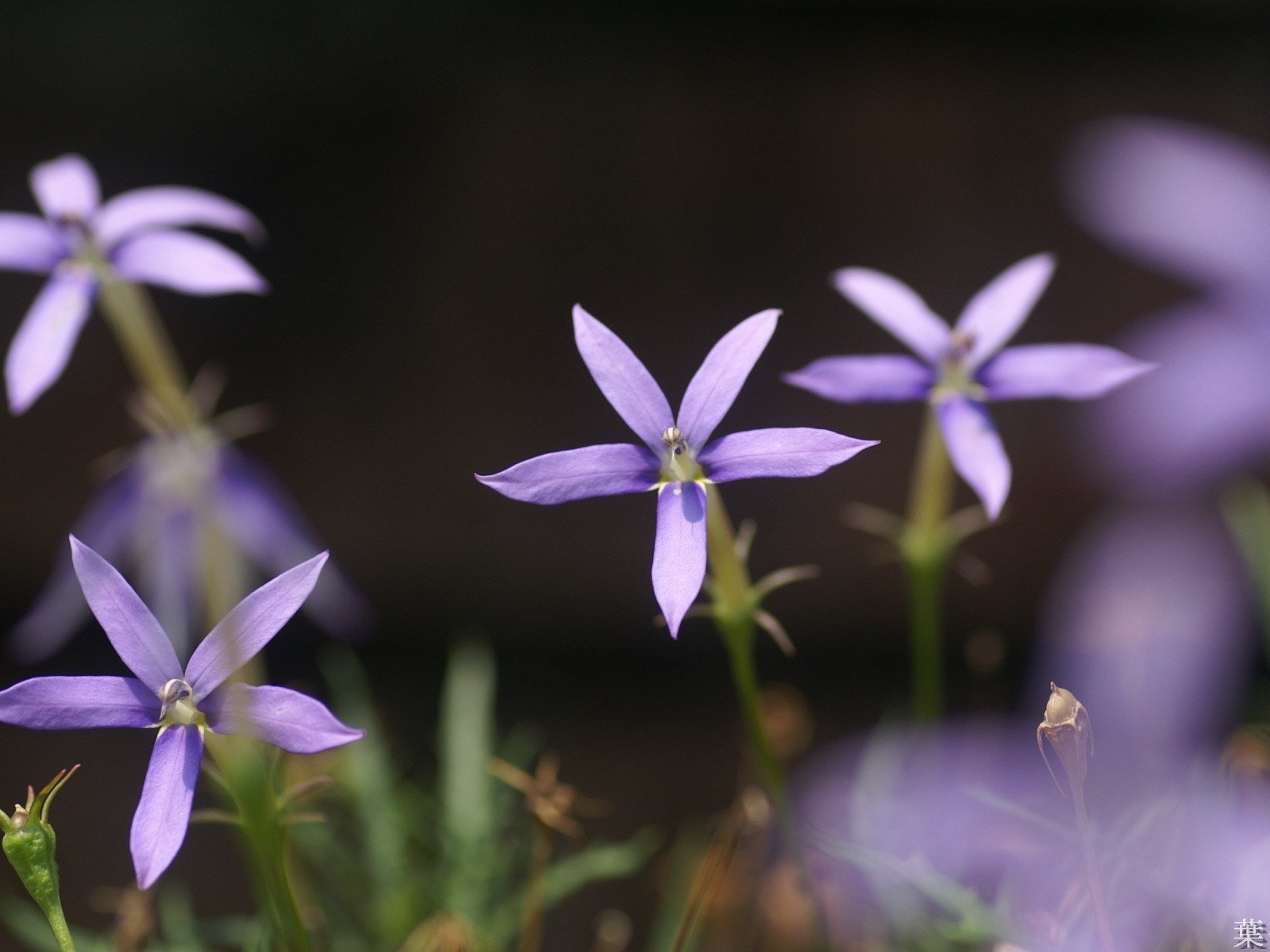 Обои цветы, лепестки, стебли, боке, лаурентия, flowers, petals, stems, bokeh разрешение 1920x1200 Загрузить