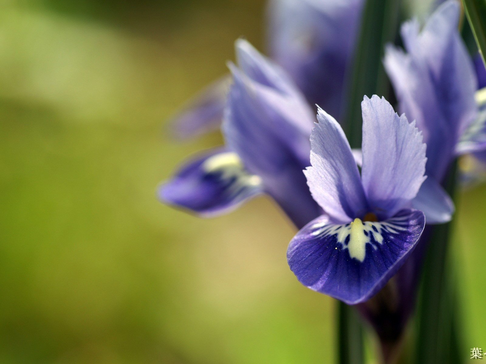 Обои цветок, лепестки, растение, ирисы, flower, petals, plant, irises разрешение 1920x1200 Загрузить