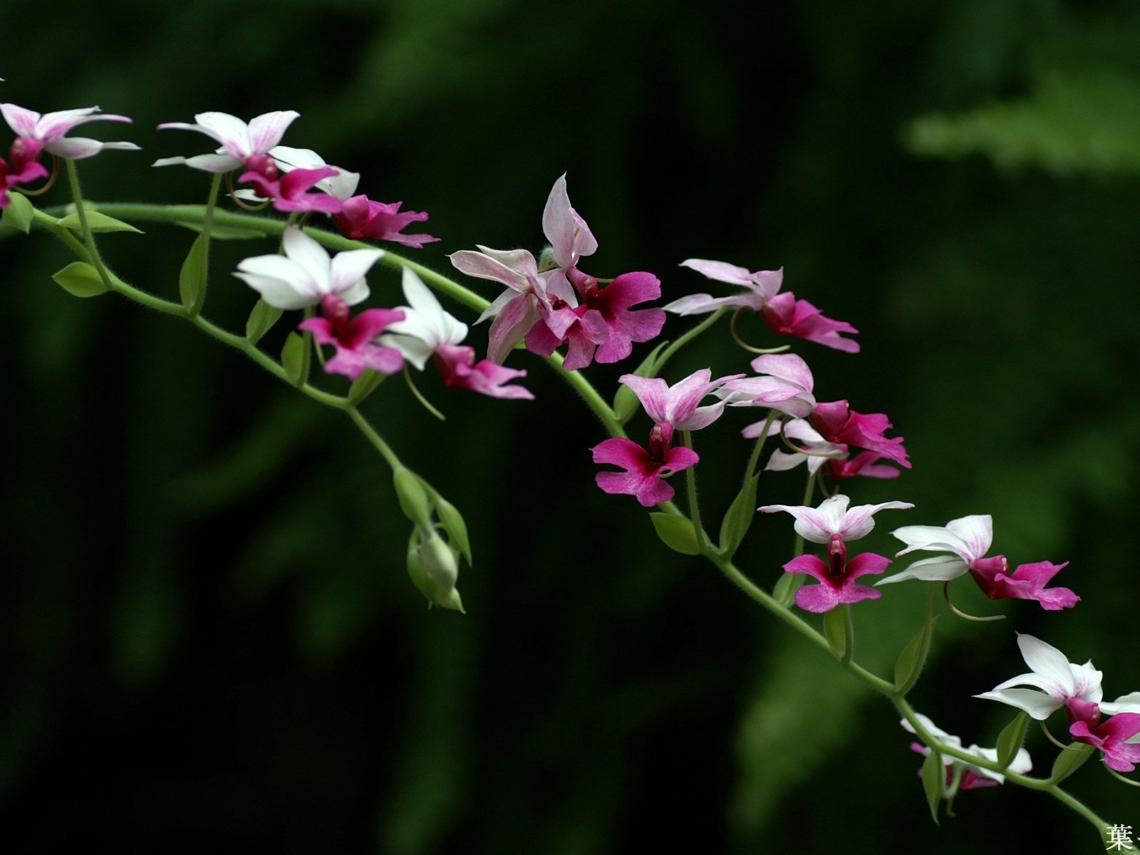 Обои цветы, темный фон, орхидеи, flowers, the dark background, orchids разрешение 1920x1200 Загрузить