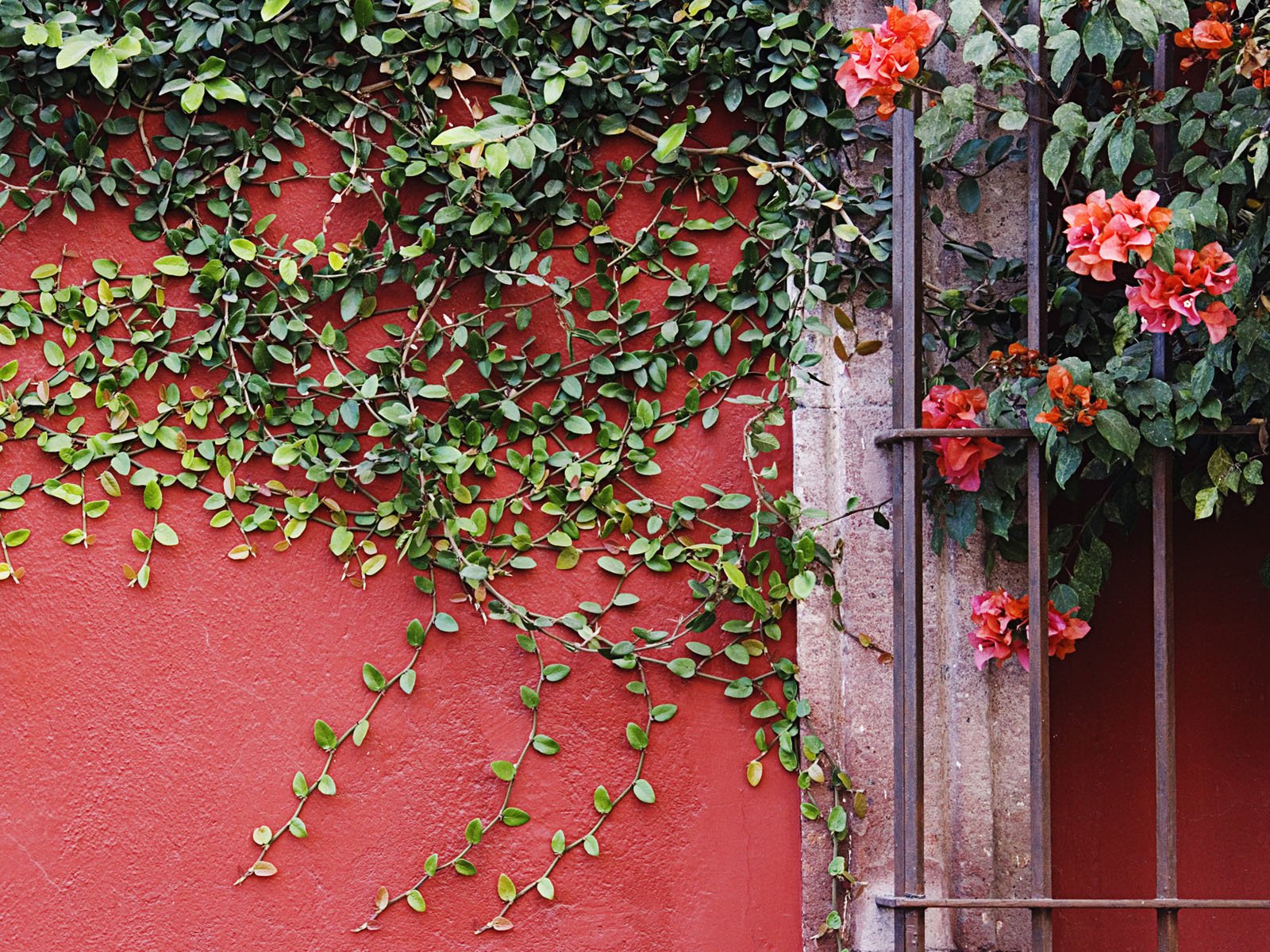 Обои цветы, листья, стена, лианы, flowers, leaves, wall, vines разрешение 1920x1200 Загрузить