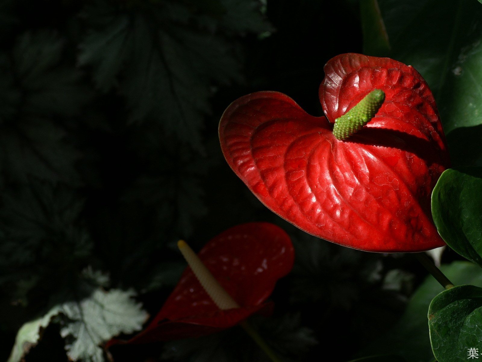 Обои цветы, листья, лепестки, антуриум, flowers, leaves, petals, anthurium разрешение 1920x1200 Загрузить