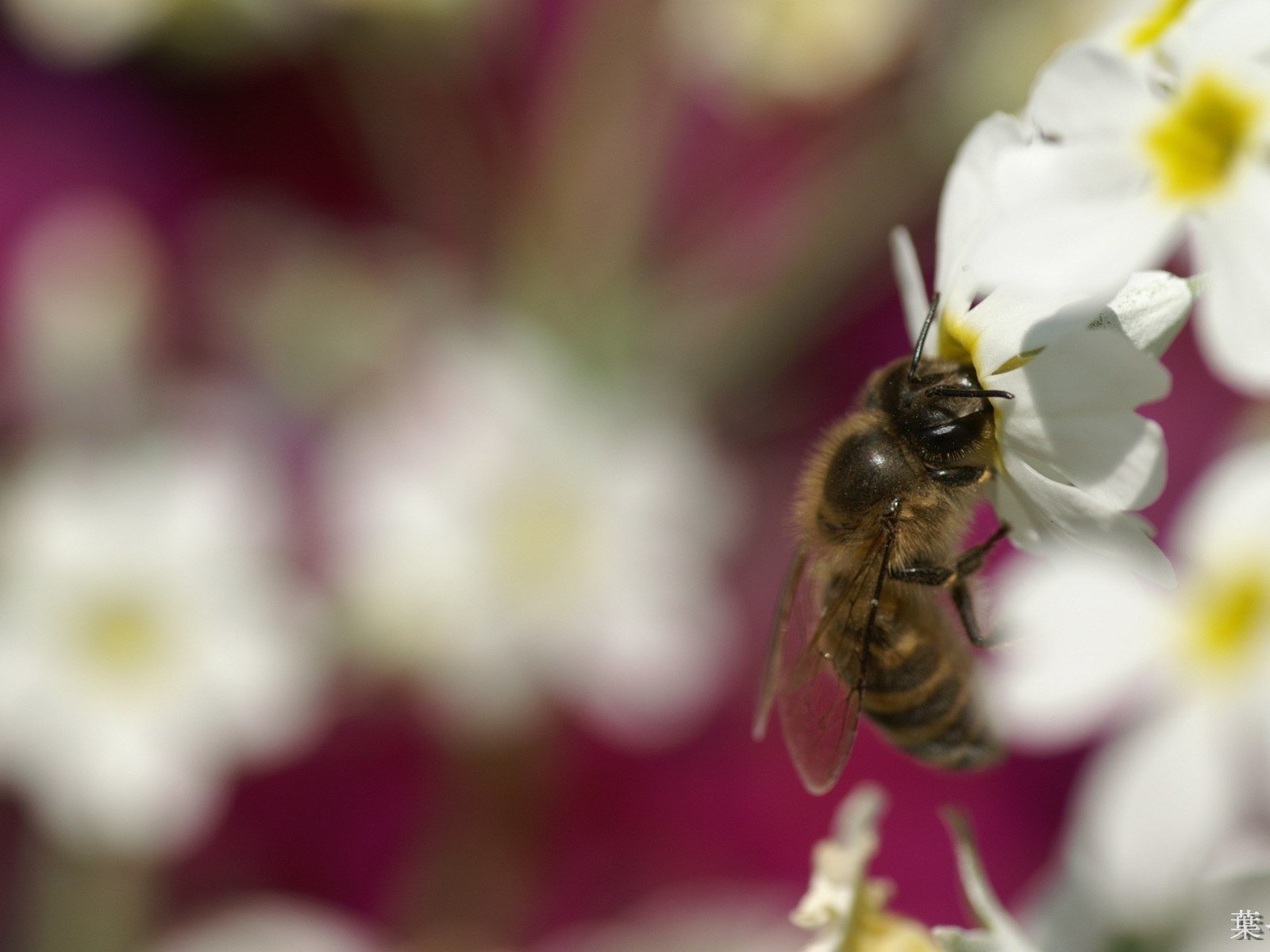 Обои цветы, насекомое, пчела, flowers, insect, bee разрешение 1920x1200 Загрузить