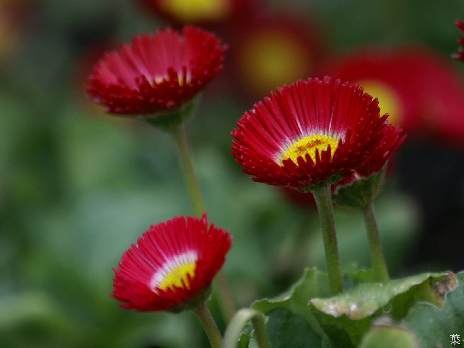 Обои цветы, лепестки, стебли, маргаритки, flowers, petals, stems, daisy разрешение 1920x1200 Загрузить