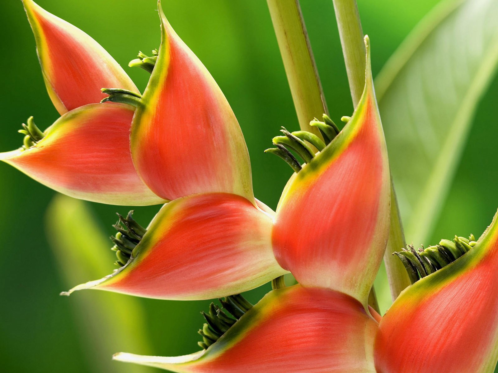 Обои цветок, растение, геликония, flower, plant, heliconia разрешение 1920x1200 Загрузить